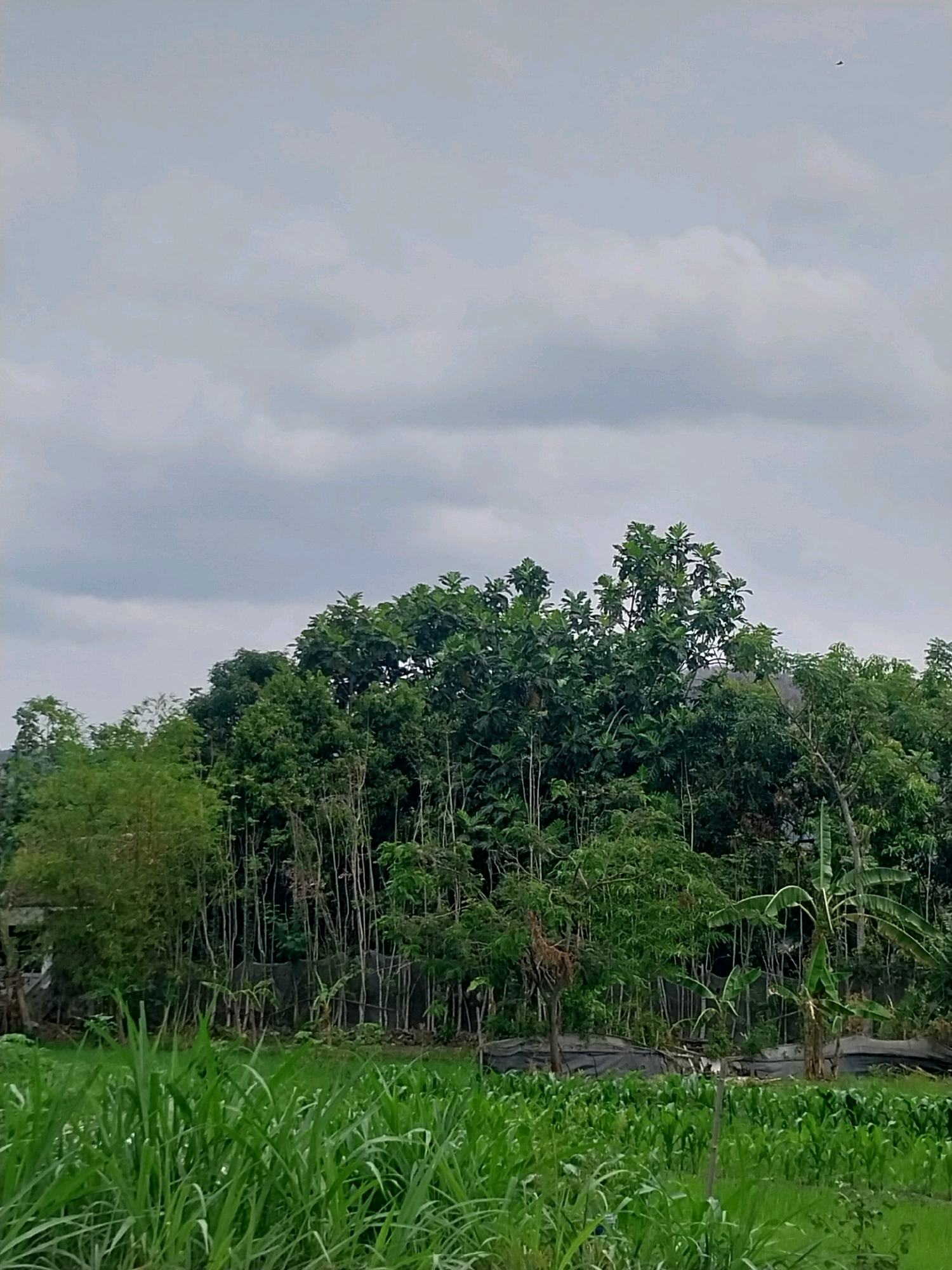 The image depicts a rural landscape with a dense forest in the background and a field of tall green grass or crops in the foreground. The sky is overcast with gray clouds. The forest is composed of various trees, some with thin trunks and others with broader canopies, including what appears to be a banana tree on the right. There are some structures visible within the forest line, partially obscured by the foliage, suggesting human habitation or agricultural activity. The foreground is dominated by lush green vegetation, creating a sense of natural abundance. The overall impression is one of a serene, natural environment, typical of the Indonesian countryside.