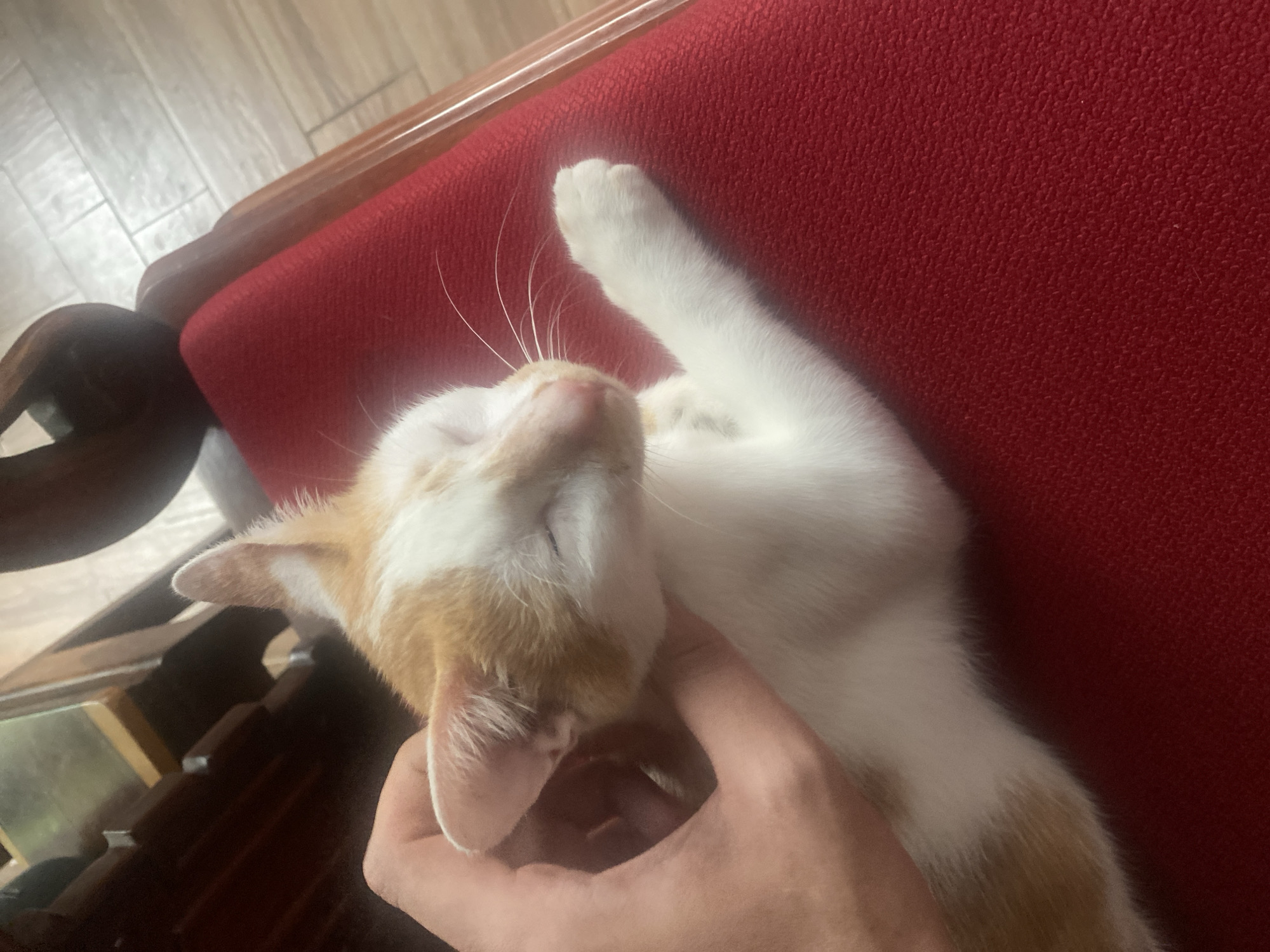 A person's hand is gently stroking the head of a young, orange and white cat. The cat is lying down with its eyes closed, appearing relaxed and comfortable. The cat is resting on a red, textured surface, possibly a cushion or upholstery. In the background, wooden furniture and light-colored flooring are visible. The scene suggests a moment of quiet affection between a person and their pet.