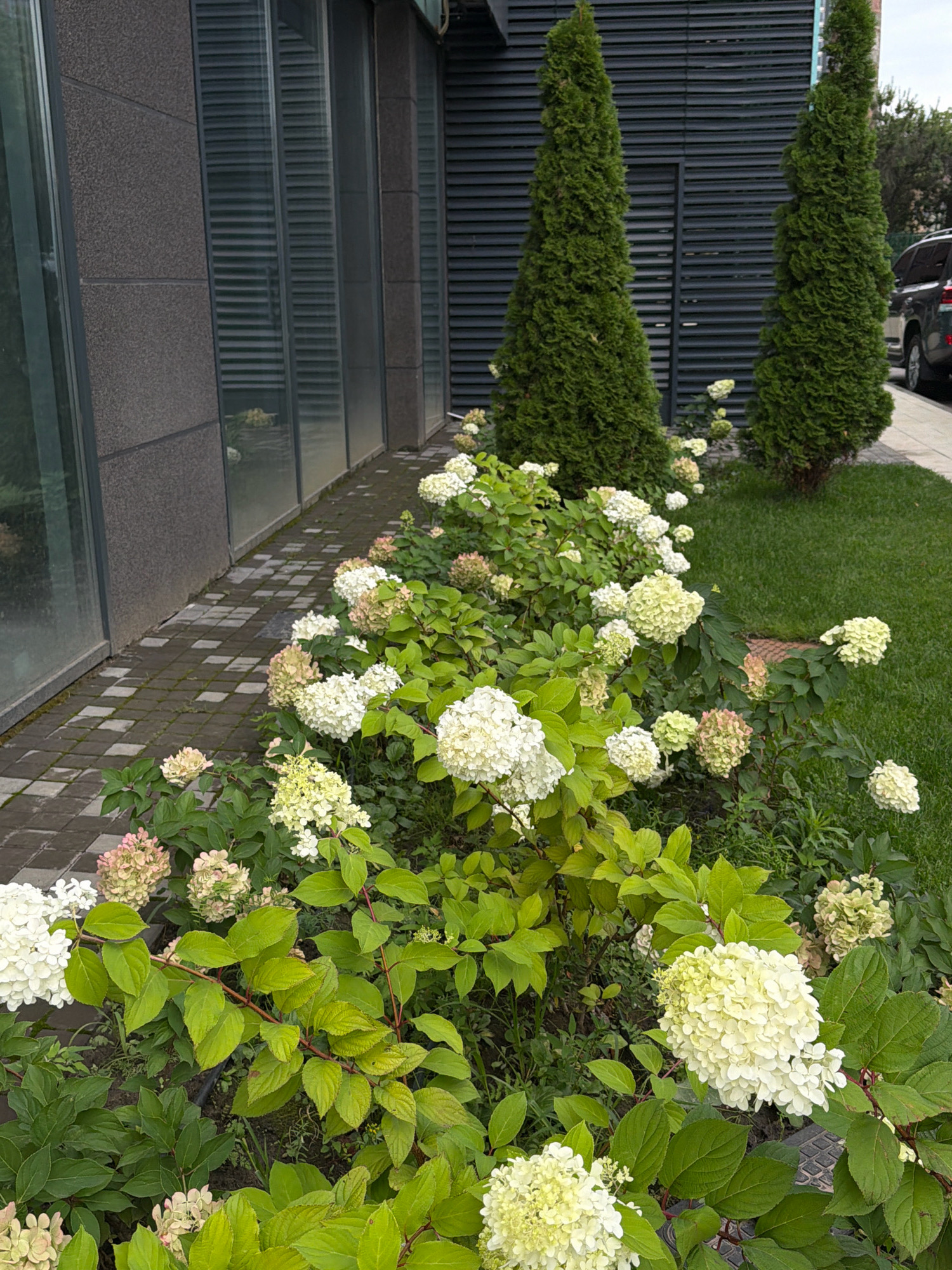The image depicts a sidewalk bordered by a building with large windows and a planter bed filled with hydrangeas and two tall, conical evergreen trees. The building's facade is a combination of dark gray textured panels and reflective glass with horizontal blinds visible inside. The sidewalk is paved with dark square tiles, some of which are partially covered by moss.
The foreground is dominated by lush green hydrangea bushes with numerous flower clusters. The flowers exhibit a range of colors, from white to pale green and pinkish hues. The evergreen trees are positioned behind the hydrangeas, towards the right side of the image, and are spaced apart. Behind the trees, a manicured lawn is visible, and a dark-colored vehicle is parked on the right edge of the frame. The overall impression is one of a well-maintained urban landscape.
The location is identified as Kyiv, Ukraine, based on the reference provided. The scene appears to be a commercial or institutional building, possibly with a modern architectural style. No people are visible in the image. The lighting suggests it is daytime, with diffused light and soft shadows, indicating an overcast or partially cloudy sky.