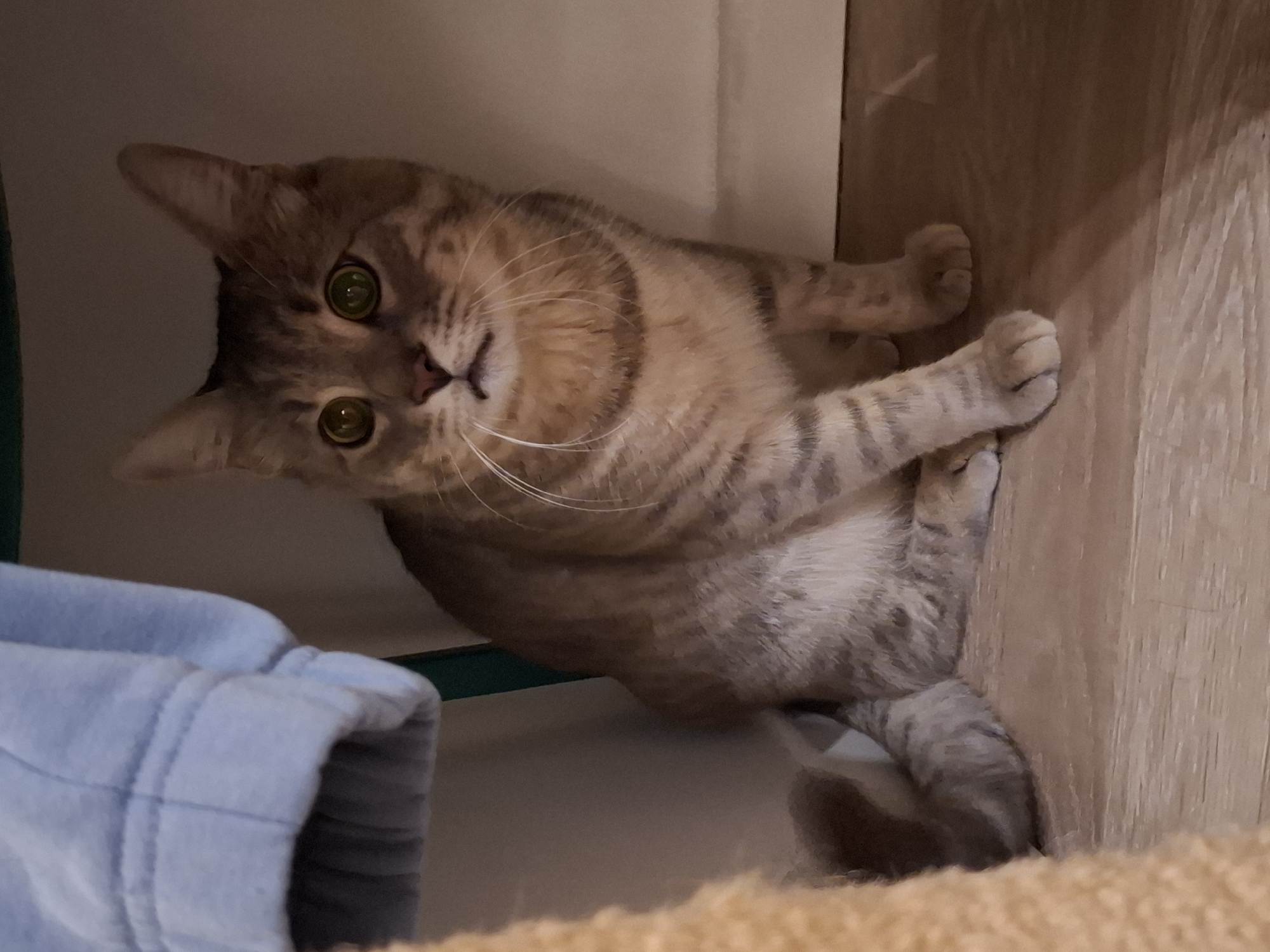 A short-haired tabby cat with green eyes is sitting on a light brown wooden floor. The cat is facing the camera with its body slightly turned to the left. A blue garment hangs from the upper left of the frame, and a fuzzy, light brown object is visible on the far left. The background is a light-colored wall. The scene appears to be indoors, possibly in a home in Zemun Urban Municipality, Serbia.