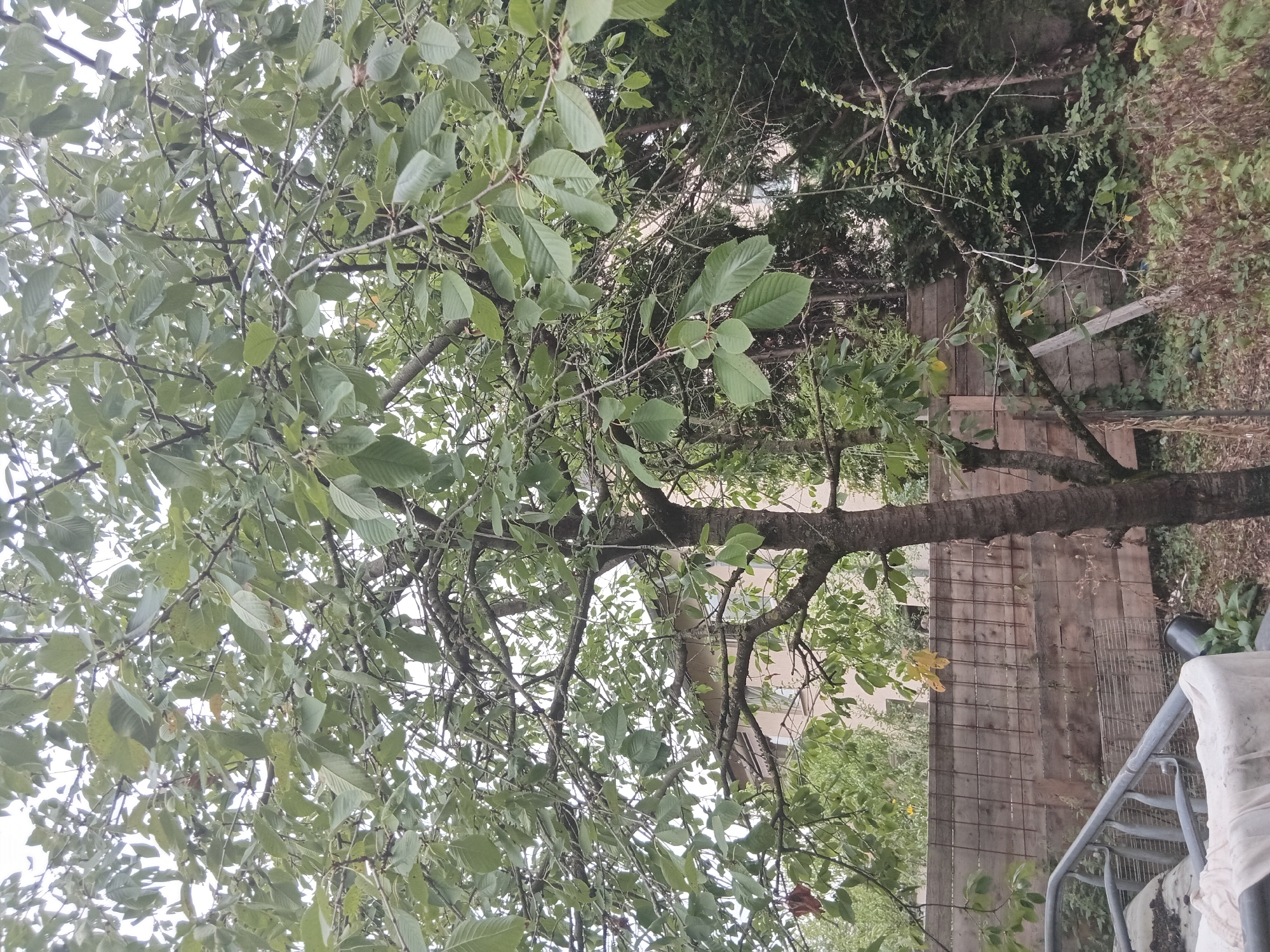 The image depicts a medium shot of a tree in a backyard. The tree has a dark brown, textured trunk and numerous branches covered with green leaves. Some leaves are beginning to turn yellow, suggesting it may be late summer or early autumn. In the background, a wooden fence with wire mesh reinforcement runs horizontally. Behind the fence, a light-colored building with windows is partially visible. The ground is covered with fallen leaves, dry grass, and some scattered debris. To the left of the tree, part of a metal structure, possibly a cart or garden equipment, is visible, draped with white fabric. The overall setting appears to be a residential area in Weißenthurm, Germany, with a slightly overgrown and naturalistic feel. The lighting suggests an overcast day. No people or animals are present in the image.