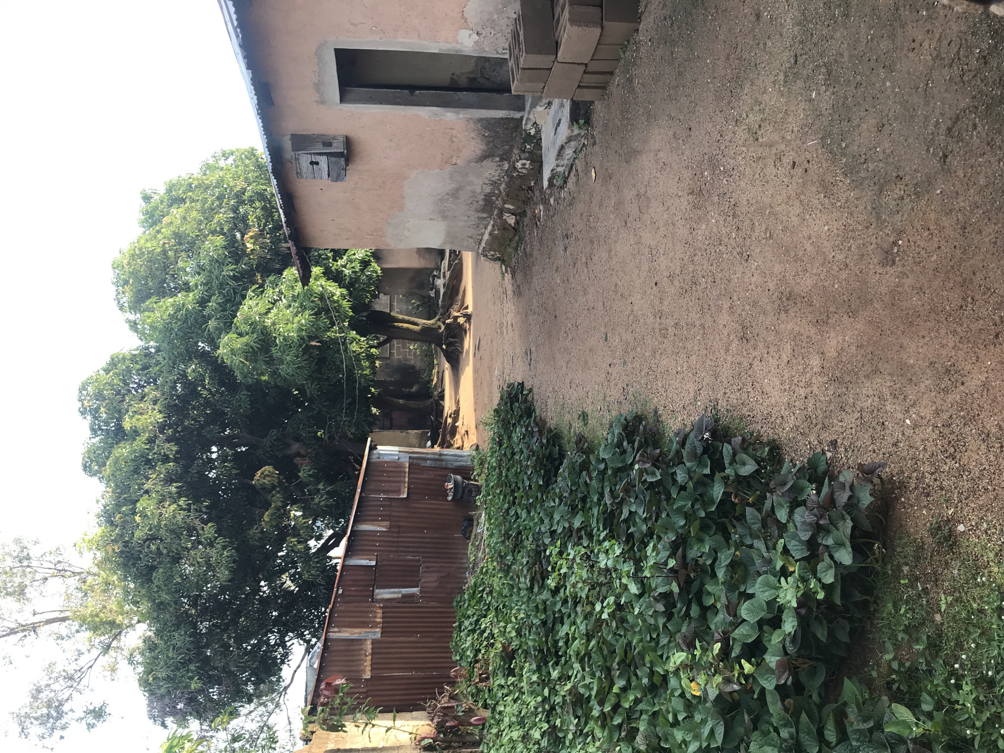 The image shows a dirt path leading between two buildings. On the left is a corrugated metal shed with a lush green plant bed in front of it. On the right is a building constructed of adobe or mud bricks, with an open doorway and a small, wooden shuttered window above it. A stack of concrete blocks sits beside the doorway. Large trees with dense green foliage are visible behind the buildings, and the sky is clear and bright. The scene appears to be in a rural or semi-rural setting. The location is Kabong, Nigeria.