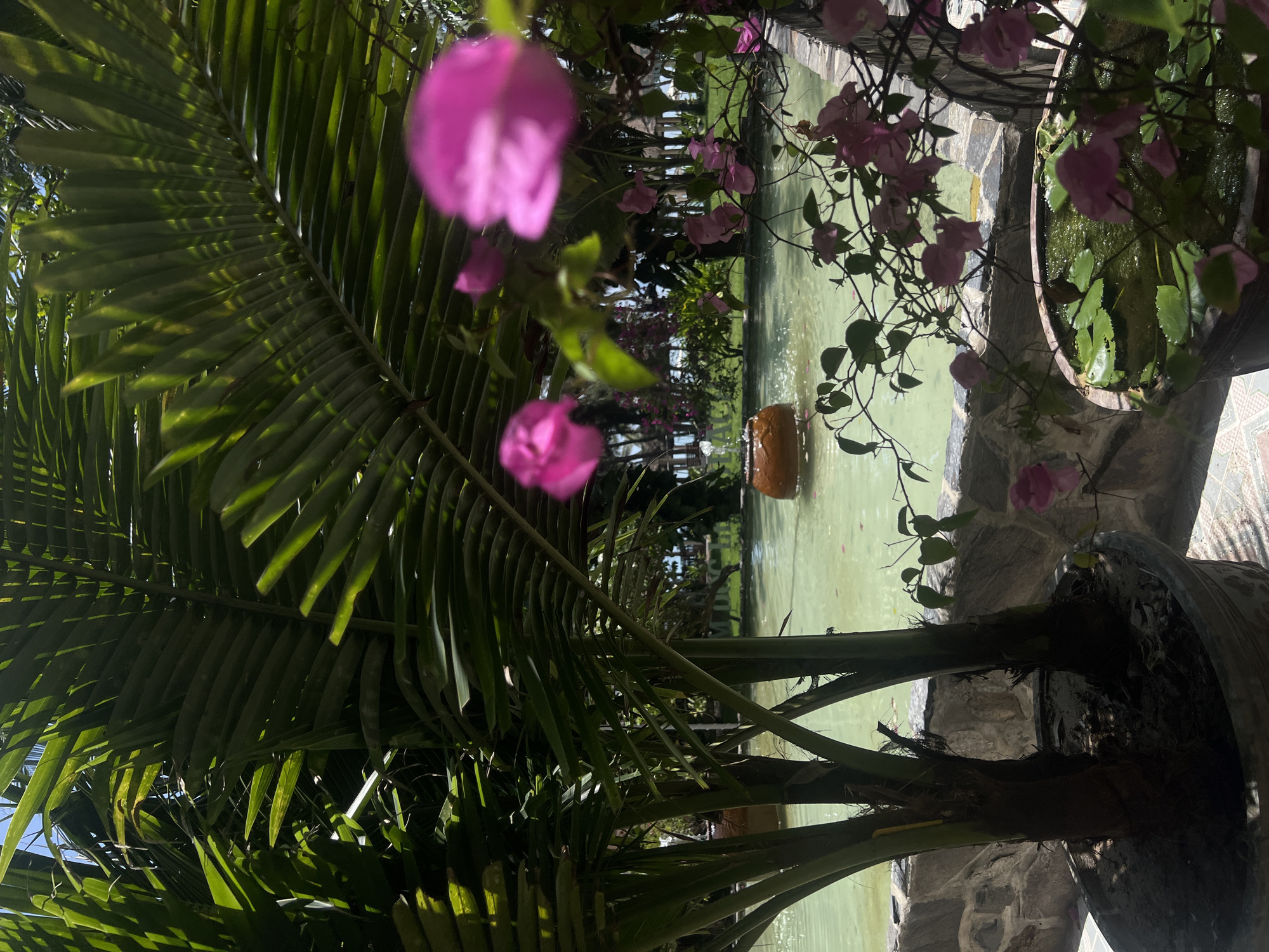 The image depicts a garden scene in Dong Ninh Hoa Ward, Vietnam. A pond with green water is visible in the background with a cylindrical object in the center. Pink bougainvillea flowers hang over the pond. A large palm tree is in the foreground, obscuring part of the view. The palm tree is planted in a large pot made of rough stone. The edges of the pond appear to be lined with stone.