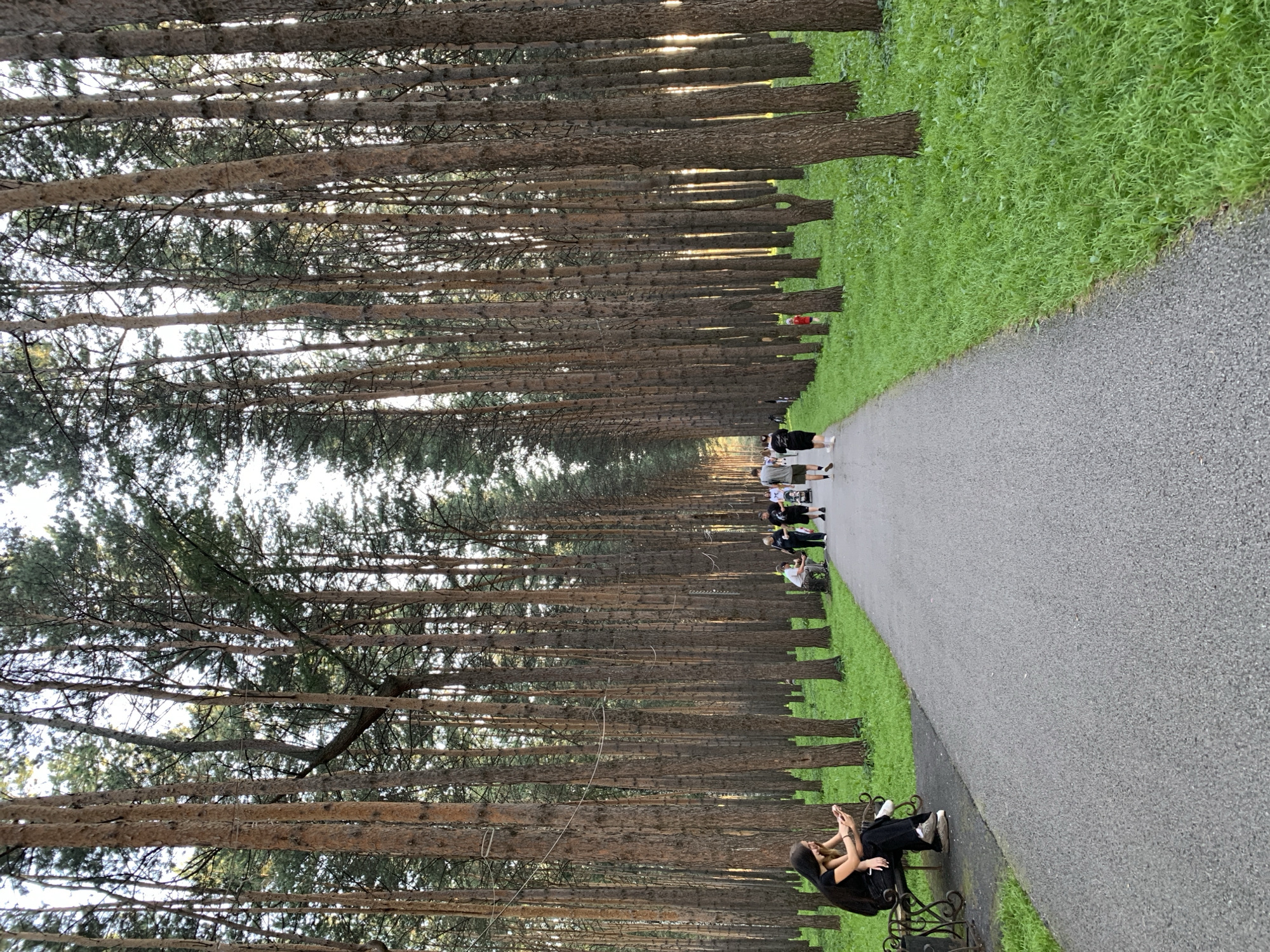 A paved pathway cuts through a dense pine forest. On the left side of the path, a young woman sits on a bench, looking at her phone. Further down the path, a group of people are walking in the same direction. The trees are tall and slender, with rough bark, and they form a tunnel-like canopy overhead. The ground is covered in a thick layer of green grass. The sky is visible in the distance, and the sun appears to be setting, casting a warm glow through the trees. The scene is peaceful and serene, suggesting a leisurely stroll in a natural setting. This image was captured in Prokopyevsk, Russia.