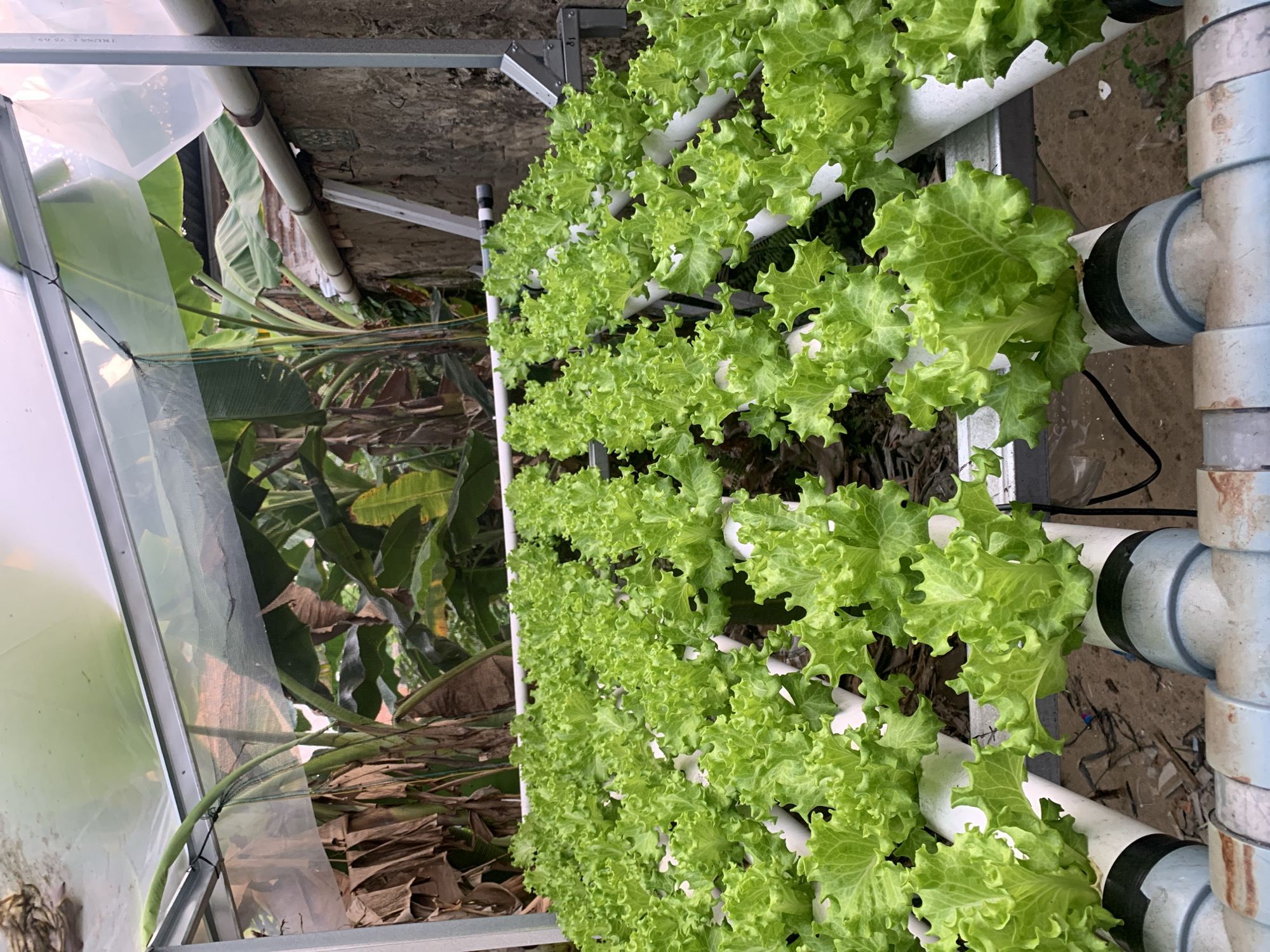 This image depicts a hydroponic farming system for lettuce cultivation, likely located in an outdoor or semi-outdoor urban setting within Palembang, Indonesia. The system features rows of white PVC pipes, each housing a vibrant green lettuce plant with ruffled leaves. These pipes are supported by a metal frame structure, partially covered with a translucent plastic sheeting, suggesting a makeshift greenhouse or protective canopy. In the background, the dense foliage of banana trees and other tropical vegetation is visible, hinting at the humid climate characteristic of Palembang. A textured concrete wall runs along the right side of the frame. The ground beneath the system is a mix of soil and scattered debris, suggesting a less-than-pristine, possibly utilitarian, environment. There are no people visible in the image. The overall impression is one of a sustainable urban agriculture initiative in a tropical environment.