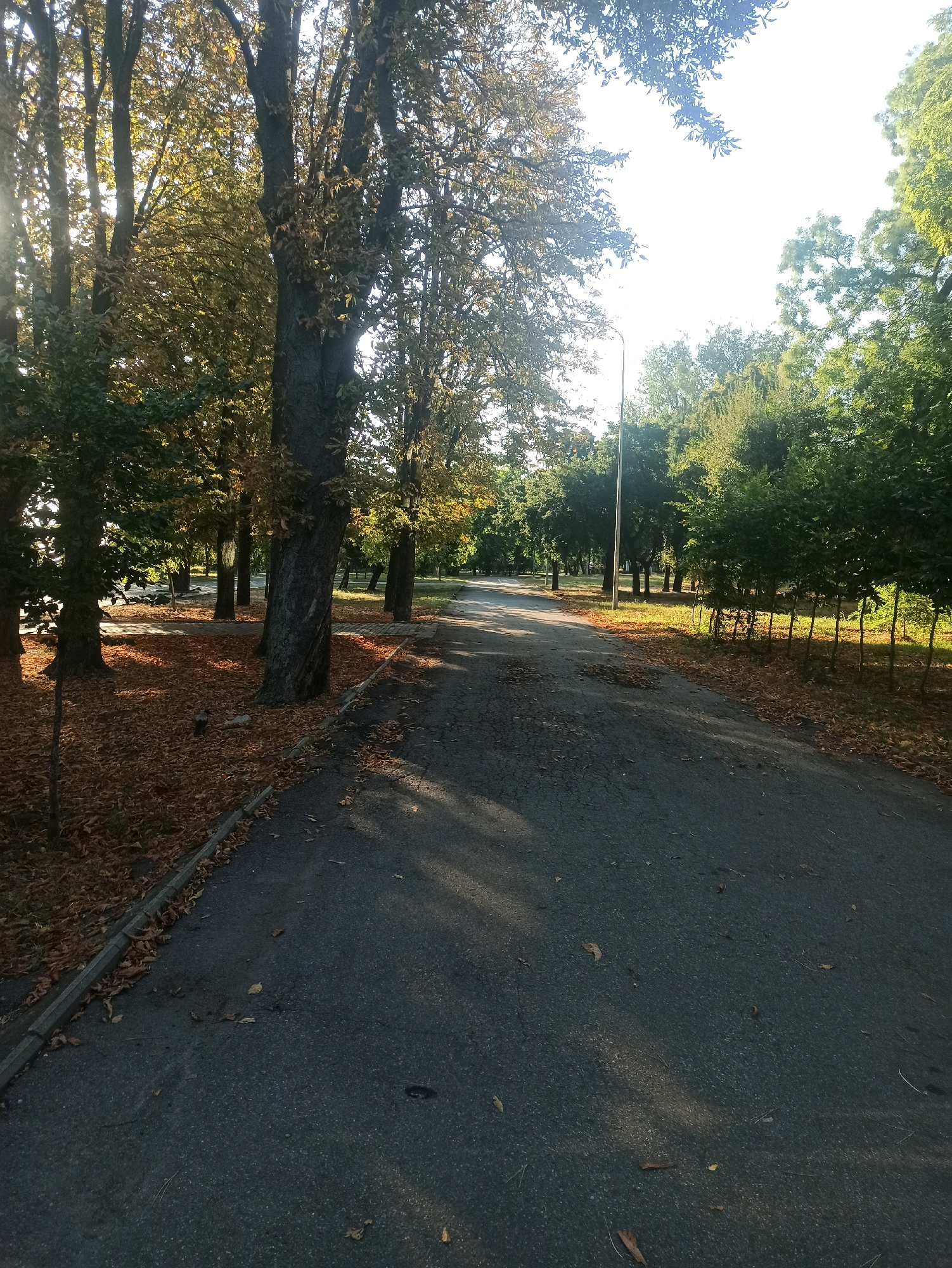 The image depicts an asphalt pathway in a park or tree-lined avenue, likely in Odesa, Ukraine, given the context. The pathway stretches into the distance, with trees lining both sides. The trees on the left appear to be older and larger, with some autumn leaves scattered on the ground. The trees on the right are smaller and more uniformly spaced, with dense green foliage. Sunlight filters through the leaves, casting dappled shadows on the pathway. A lamppost is visible in the background on the right side of the pathway. There are no people visible in the image, nor any vehicles or specific landmarks that would definitively place it within Odesa, though the autumnal foliage and general park setting are consistent with Odesa's many green spaces. The overall impression is one of a quiet, possibly early autumn day in a well-maintained urban park.