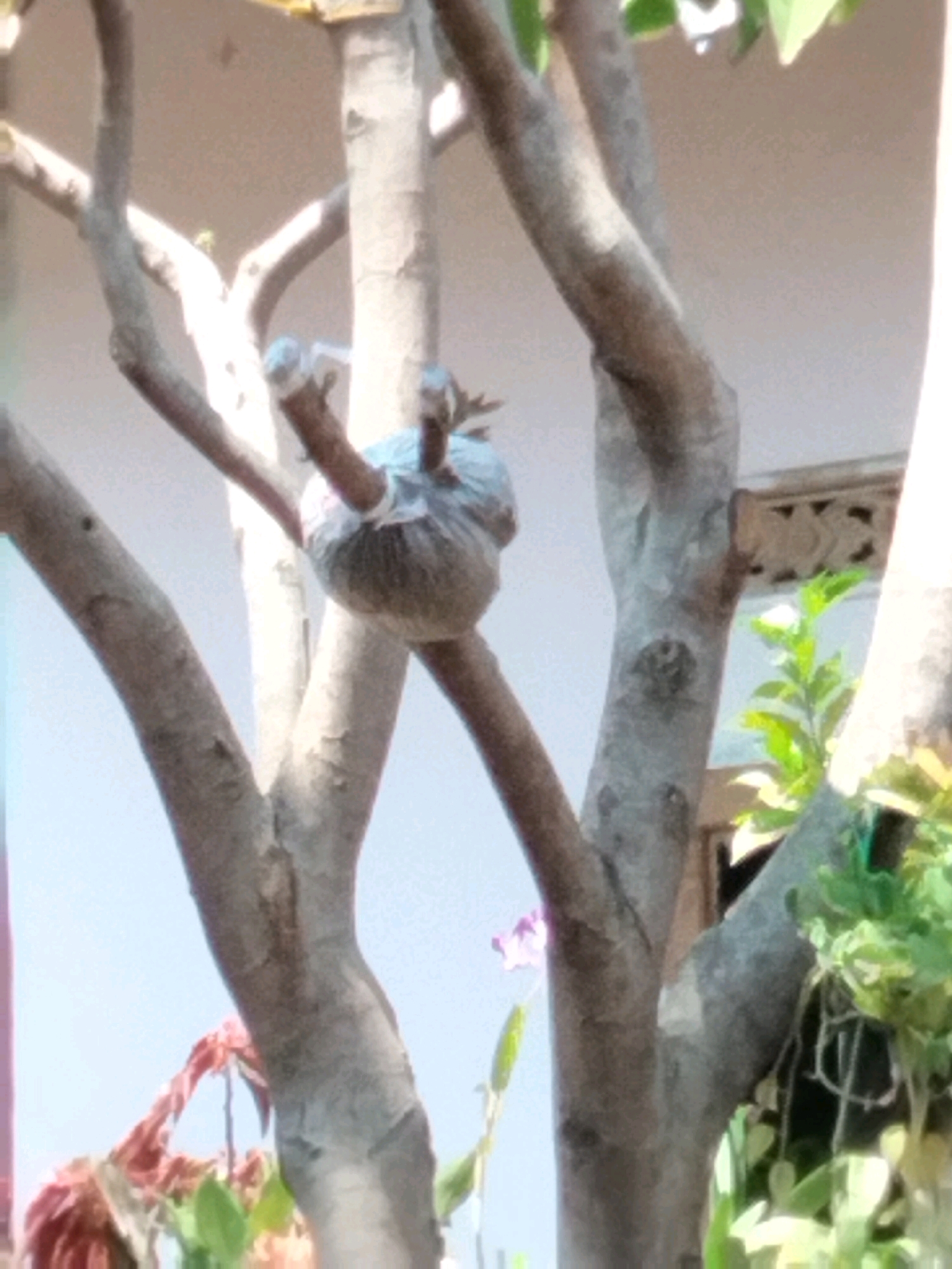 The image shows a tree with a branch that has been air-layered. The air layer is wrapped in plastic and appears to be moist, indicating that roots are developing. The tree is in an outdoor setting, possibly a garden or park, with a light-colored building in the background. The lighting suggests it is daytime. The overall scene is calm and natural, with no people or animals visible. The location is identified as Rahong, Indonesia, which is a village in the regency of Sumedang, West Java.
