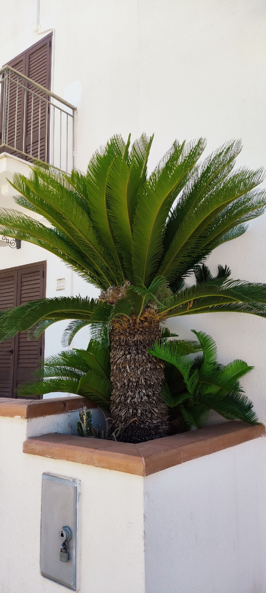 The image shows a sago palm plant in a planter box against a white stucco wall. A brown shuttered window with a metal railing is visible on the upper left of the building. A metal utility box with a lock is mounted on the lower left of the wall. The planter box has a terracotta colored rim. The scene is outdoors in a sunny environment.