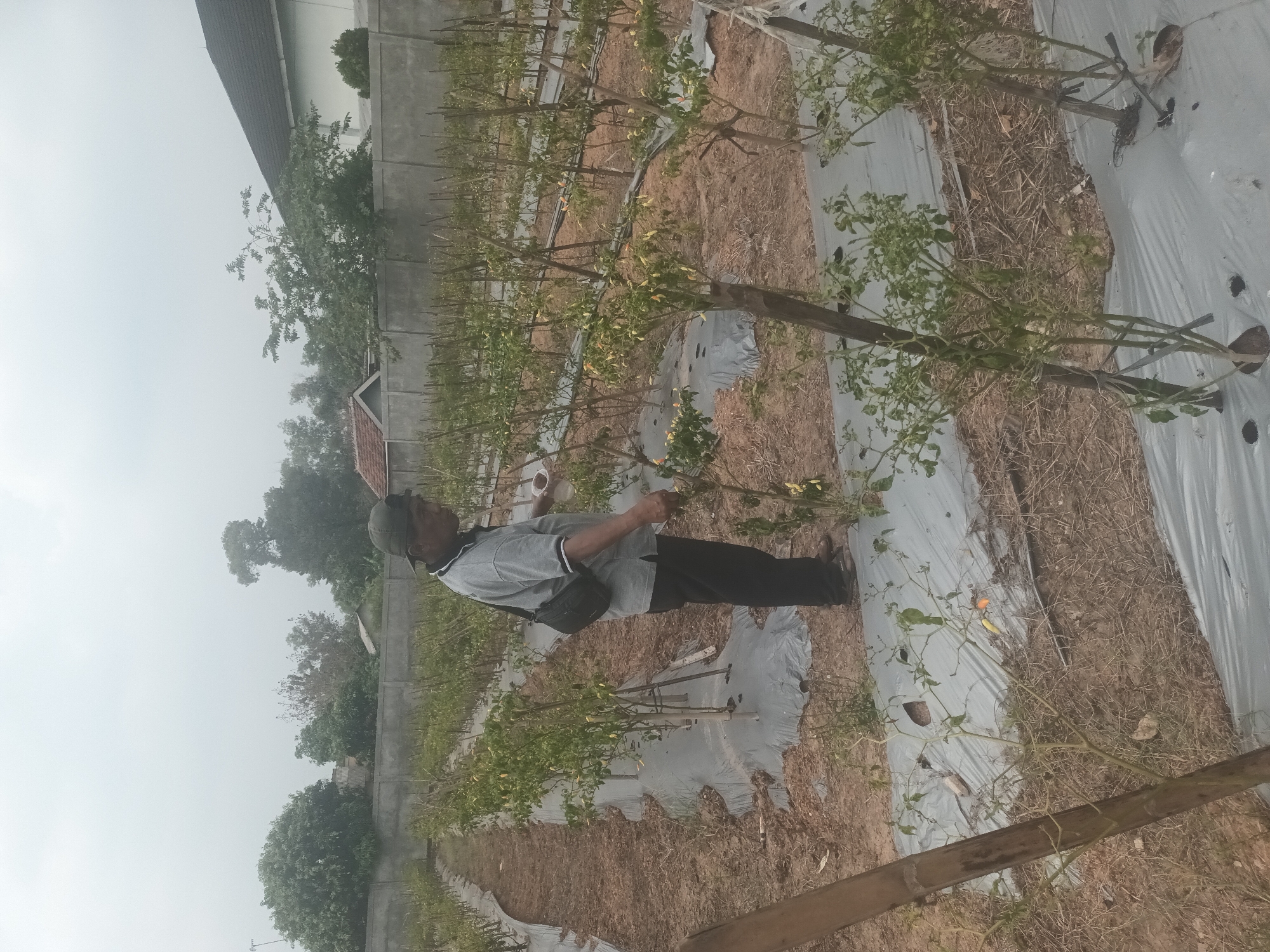 The image shows a man standing in a field of young chili plants in Pulung Kencana, Indonesia. The plants are supported by bamboo stakes and mulched with plastic sheeting. The man is wearing a gray shirt, black pants, and a dark baseball cap, with a black bag slung over his shoulder. He appears to be inspecting the plants. The field is surrounded by a concrete wall, and in the background, there are trees and buildings, including a house with a red tile roof and a larger building with a dark roof. The sky is overcast.