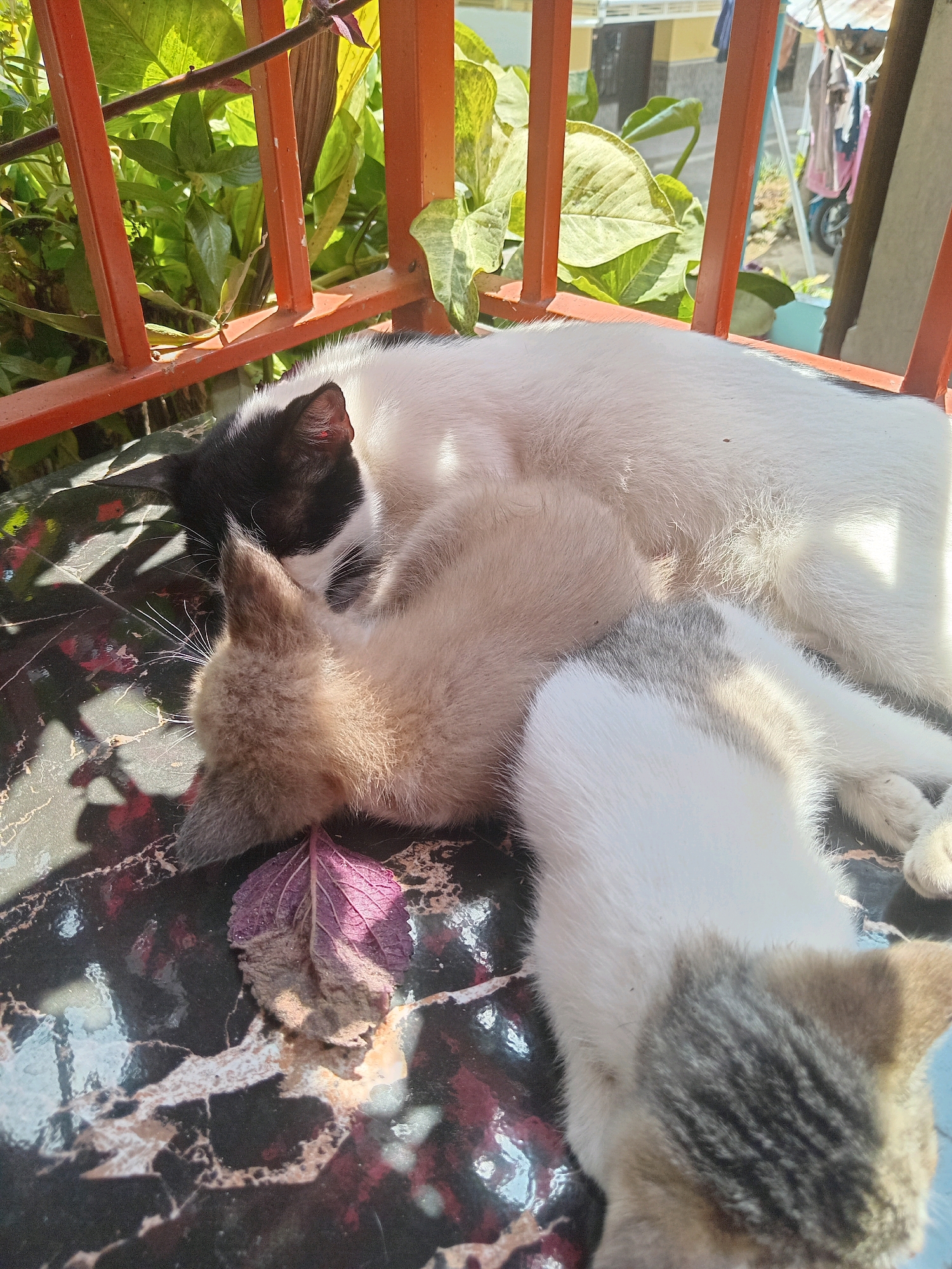 Three cats are sleeping together on a dark, reflective surface with a marble-like pattern, possibly a table. The largest cat is mostly white with black markings on its head. Nestled against it is a lighter colored cat, likely a kitten, with tan and gray fur. A third cat, also with white and gray tabby markings, is partially visible at the bottom right of the frame. In the background, green leaves of a plant are visible behind an orange metal railing. The scene appears to be outdoors, possibly on a balcony or porch, with a glimpse of a building and laundry on a clothesline in the distance. The image is set in Claket, Indonesia, under bright daylight.