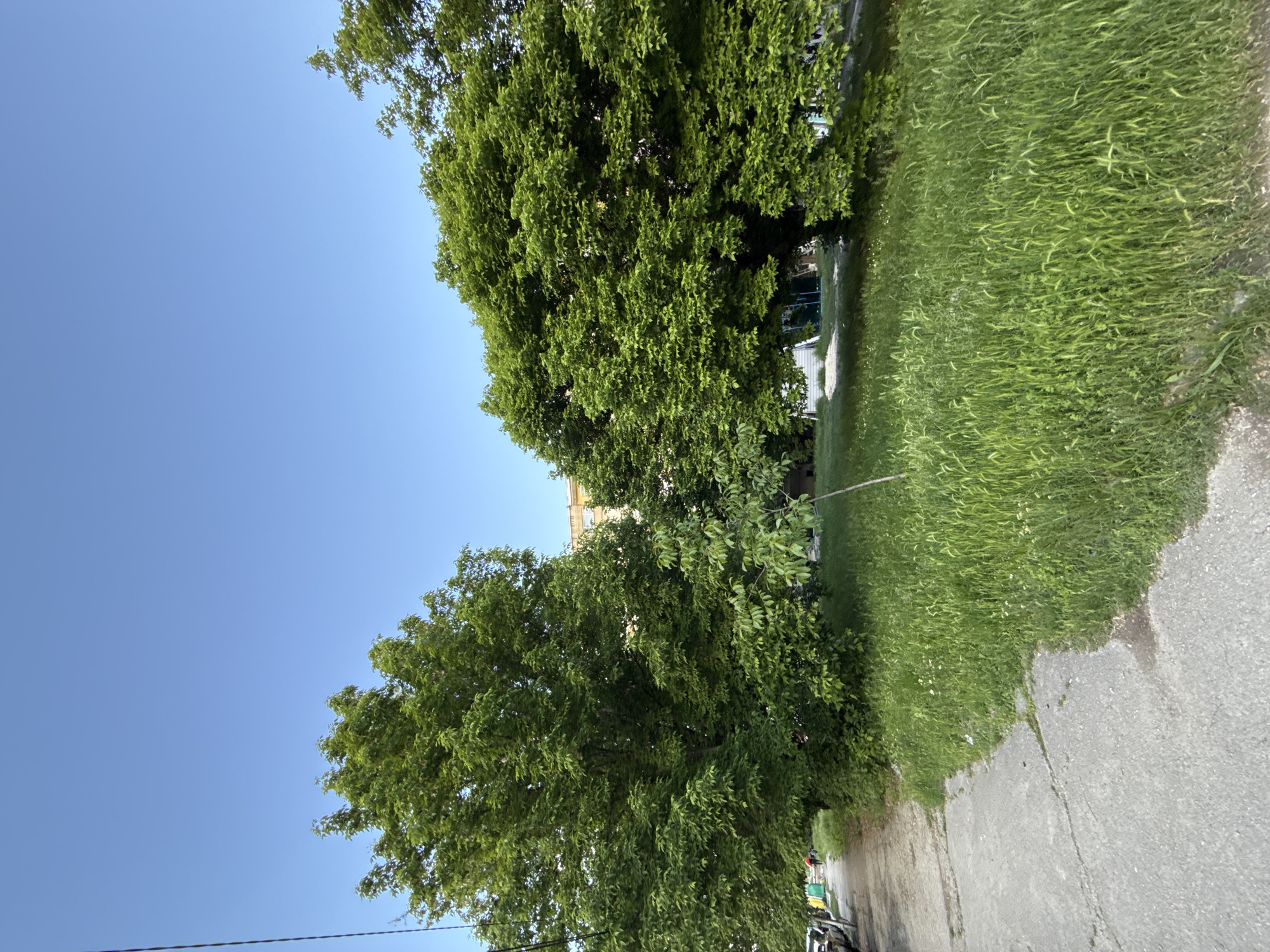 The image shows a street scene in Lovech, Bulgaria. On the left side of the frame is a clear blue sky. The right side of the image features a street, green grass, and two large trees with dense green foliage. The perspective is slightly tilted. There is a concrete sidewalk adjacent to the grass. In the background, a building is partially visible. There are also some parked vehicles in the distance. The environment is bathed in daylight.