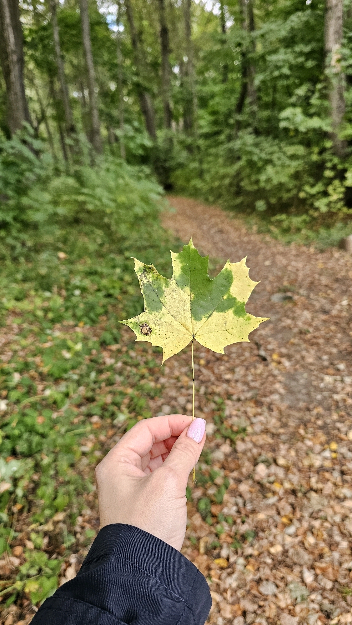In a park in Shishkino (Domodedovo), Russia, a person's hand, with light skin and pink nail polish on the fingernails, holds a single maple leaf. The leaf is a mix of green and yellow, with a dark spot on one lobe. The hand is partially visible in the foreground, wearing a dark jacket. The background depicts a dirt path winding through a forest with green foliage and fallen leaves on the ground. The trees are tall and the overall atmosphere suggests a natural, outdoor setting.
