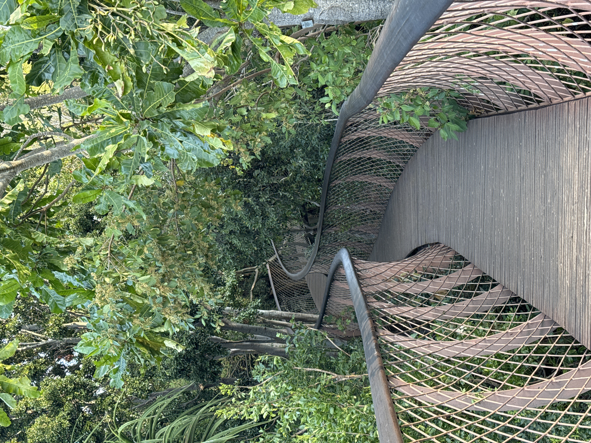 This image depicts a wooden walkway winding through a lush, green environment. The walkway, with its dark wooden planks and reddish-brown metal railings, curves to the left as it recedes into the distance. The railings have an open, diamond-shaped mesh pattern. Surrounding the walkway is dense vegetation, including large-leafed trees with some clusters of small green fruits, and other leafy plants. Sunlight filters through the foliage, creating dappled light on the walkway. The scene evokes a sense of being in a natural, possibly arboreal, setting within a park or botanical garden. This walkway is located in Kirstenbosch National Botanical Garden, Cape Town, South Africa, and is known as the Boomslang. There are no people visible in the image.