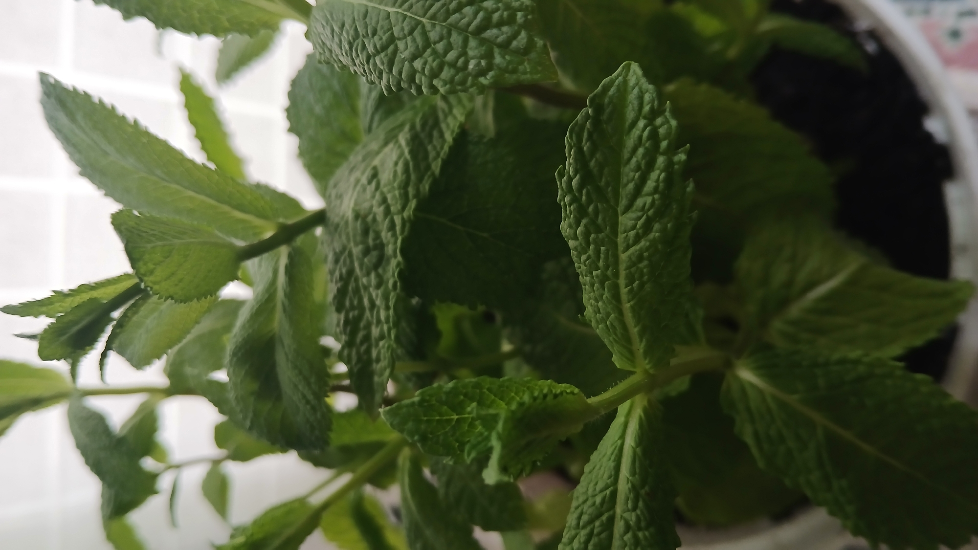 A close-up shot shows a potted mint plant. The leaves are a vibrant green and display a textured surface. The plant is positioned indoors, as suggested by the presence of a white surface in the background. Soil is visible near the base of the plant, confirming it is potted.