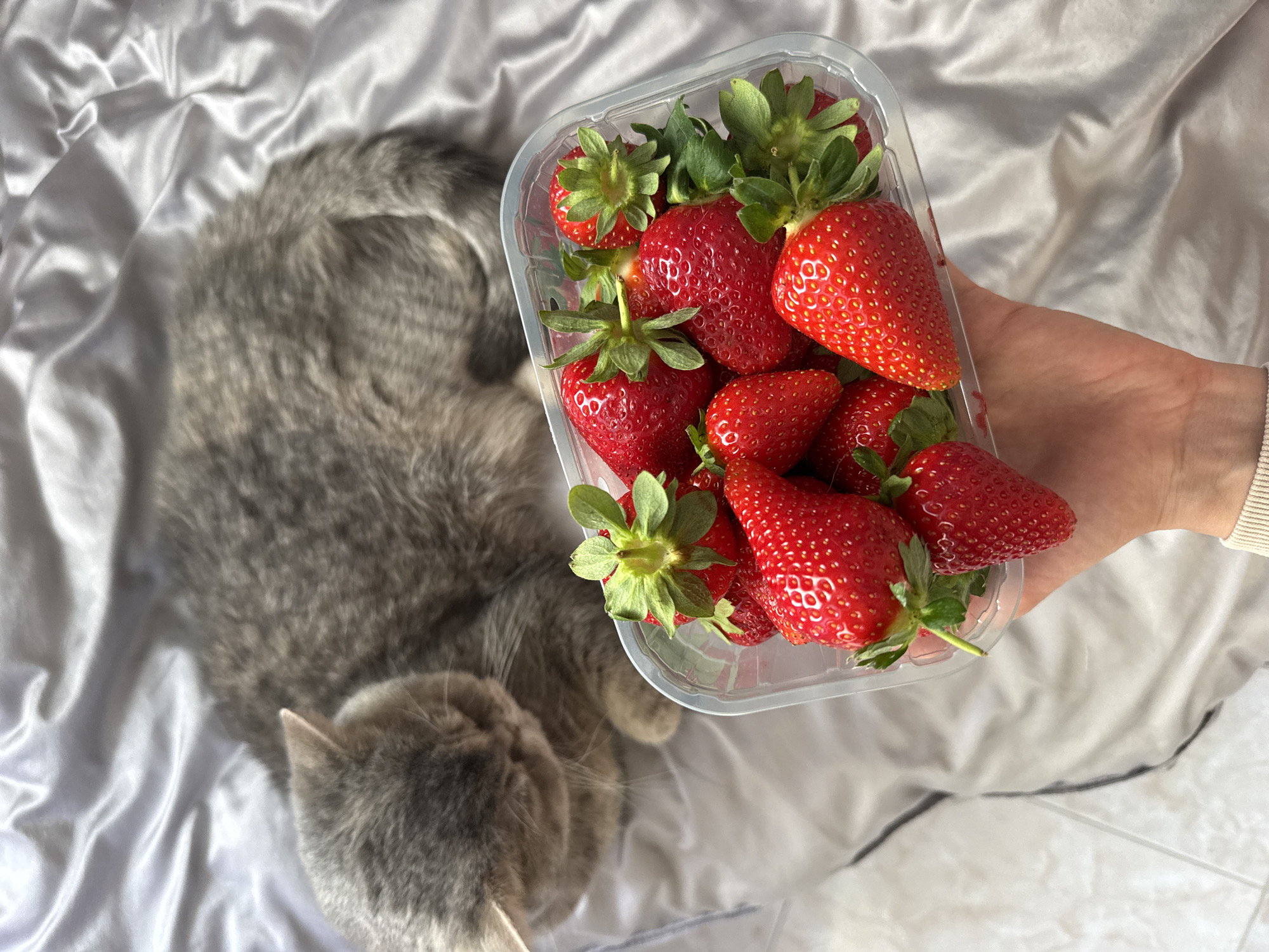 A grey tabby cat lies on a crinkled white fabric, likely a blanket or sheet. A clear plastic container filled with approximately ten bright red strawberries with green leafy stems sits close to the cat, held by a person whose lower arm is visible. The person wears a long-sleeved, light-colored garment. The background is out of focus and primarily consists of the same white fabric. The city of Nesebar, Bulgaria is not discernible in the image.