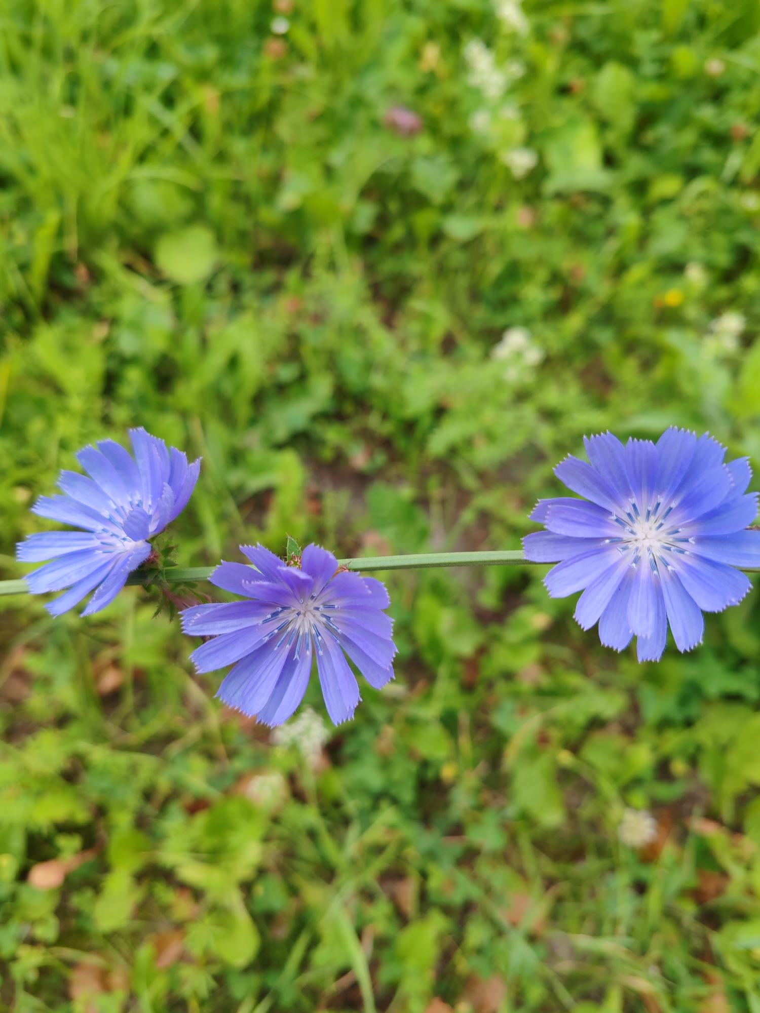 Three purple chicory flowers are in bloom, connected by a thin green stem. The flowers are arranged horizontally across the frame, with the leftmost flower slightly out of focus. The background is a soft blur of green grass and other foliage, suggesting an outdoor setting. A tiny green insect can be seen perched on the stem between the two rightmost flowers. The image appears to be a close-up shot taken in a natural environment, possibly in Syktyvkar, Russia, given the prompt's context, though the specific location cannot be confirmed from the image alone.
