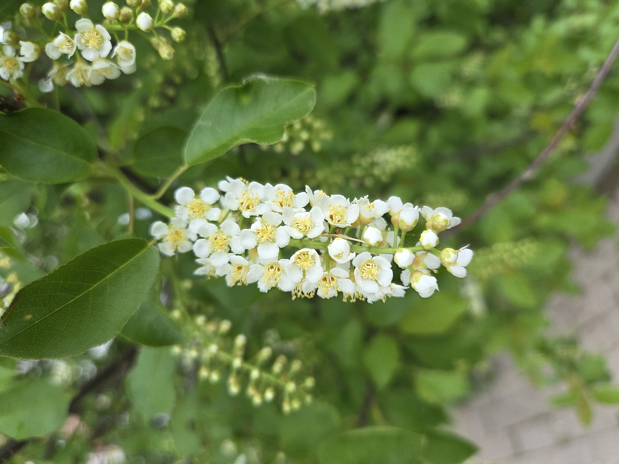 A close-up captures a flowering branch against a background of green foliage. The branch holds a dense cluster of small, white flowers with yellow centers, some in full bloom, others in bud. Green leaves surround the flowers, with varying degrees of focus. The background includes blurred green foliage and a hint of gray pavement. The image presents a natural scene, likely taken in a garden or park setting.