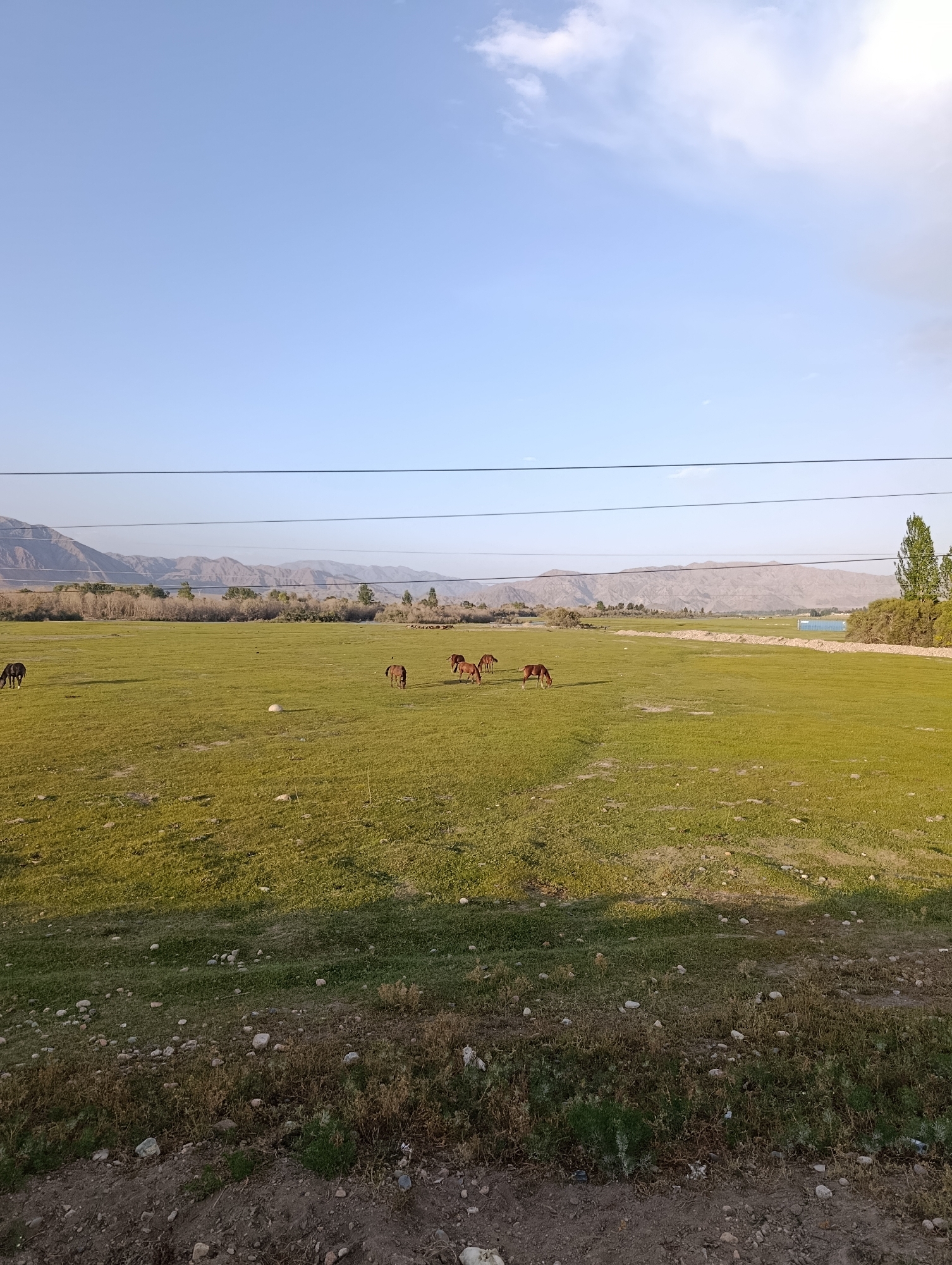 A panoramic view captures a vast, green pasture under a pale blue sky with wisps of clouds. In the foreground, dry grasses and scattered rocks line a dirt path. The middle ground is dominated by the lush, green field where several horses graze. One dark horse stands alone on the left, while a cluster of five brown horses grazes towards the center and right. A single round, light-colored object, possibly a large stone or ball, is visible in the field. In the background, a line of trees and sparse vegetation separates the field from a range of arid, mountainous terrain. Power lines stretch horizontally across the upper portion of the frame, connecting unseen structures. The scene is set in the outskirts of Kochkor, Kyrgyzstan, characterized by its open landscapes and mountainous backdrop.