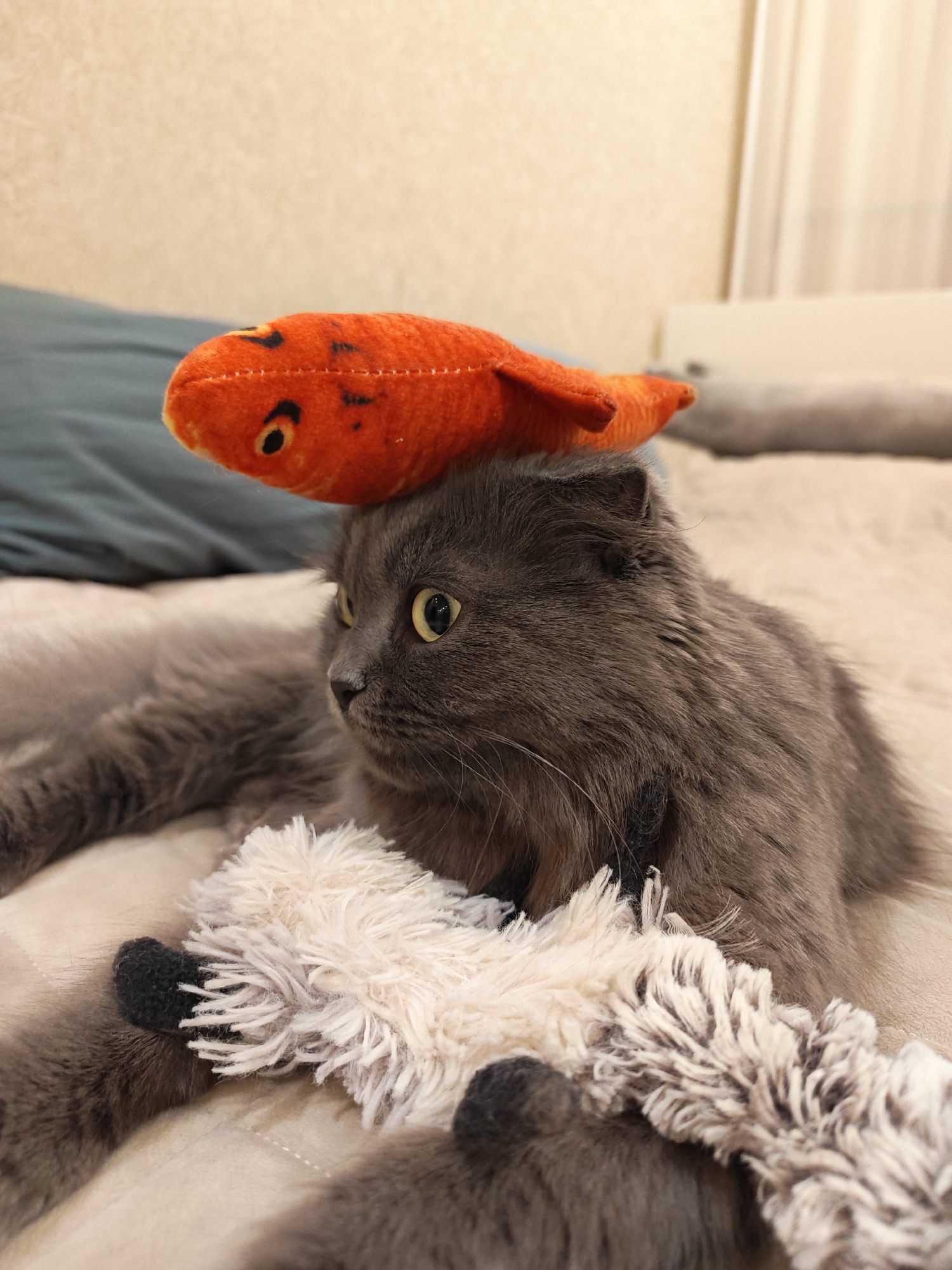 A fluffy gray cat with yellow eyes lies on a beige surface, possibly a bed. An orange toy fish with black accents is balanced on the cat's head. Another fluffy toy, predominantly white with black accents, is partially visible in front of the cat. The background consists of soft-focus textures of a wall and a blue fabric. The scene appears to be indoors. There is no information that suggests this image is located in Bataysk, Russia.