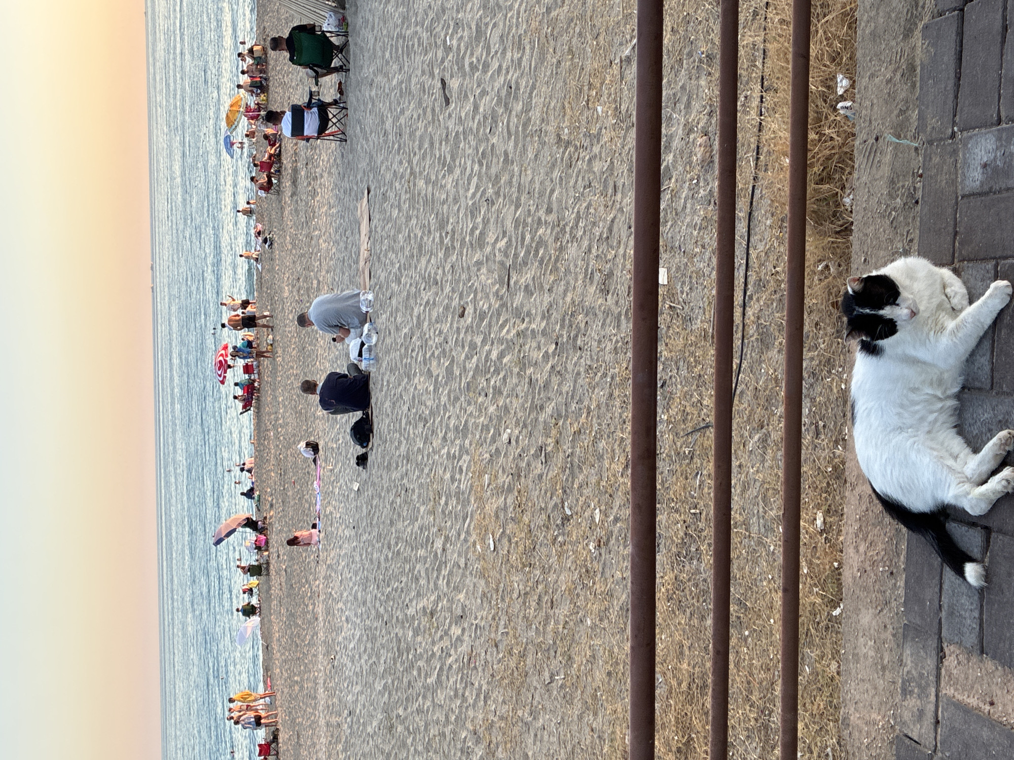 This is a medium shot, taken from a slightly elevated position, of a beach scene in Alanya, Turkey. In the foreground, a black and white cat is resting on a paved area, with its body partially obscuring some dry, dead grass and a rusty metal railing. The beach itself is sandy, with several groups of people scattered across it. Some are sitting on chairs or towels, while others appear to be walking or standing. A few umbrellas are visible, providing shade. The sea is calm and blue, meeting a clear sky with a soft gradient of pink and yellow, suggesting it is either sunrise or sunset. There are some small vessels visible on the water in the distance. The overall atmosphere is one of a leisurely day at the beach.