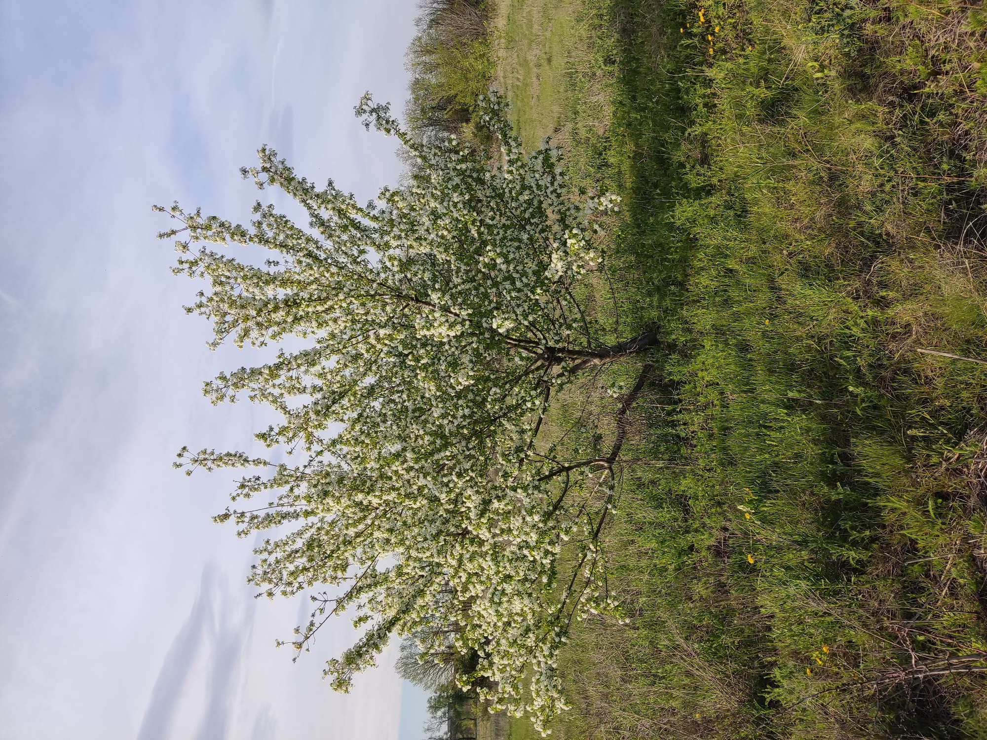 A tree in full bloom, covered in white flowers, stands in a grassy field. The sky is light blue with wispy white clouds. The grass is green and lush. The tree is in Chumaky, Ukraine.