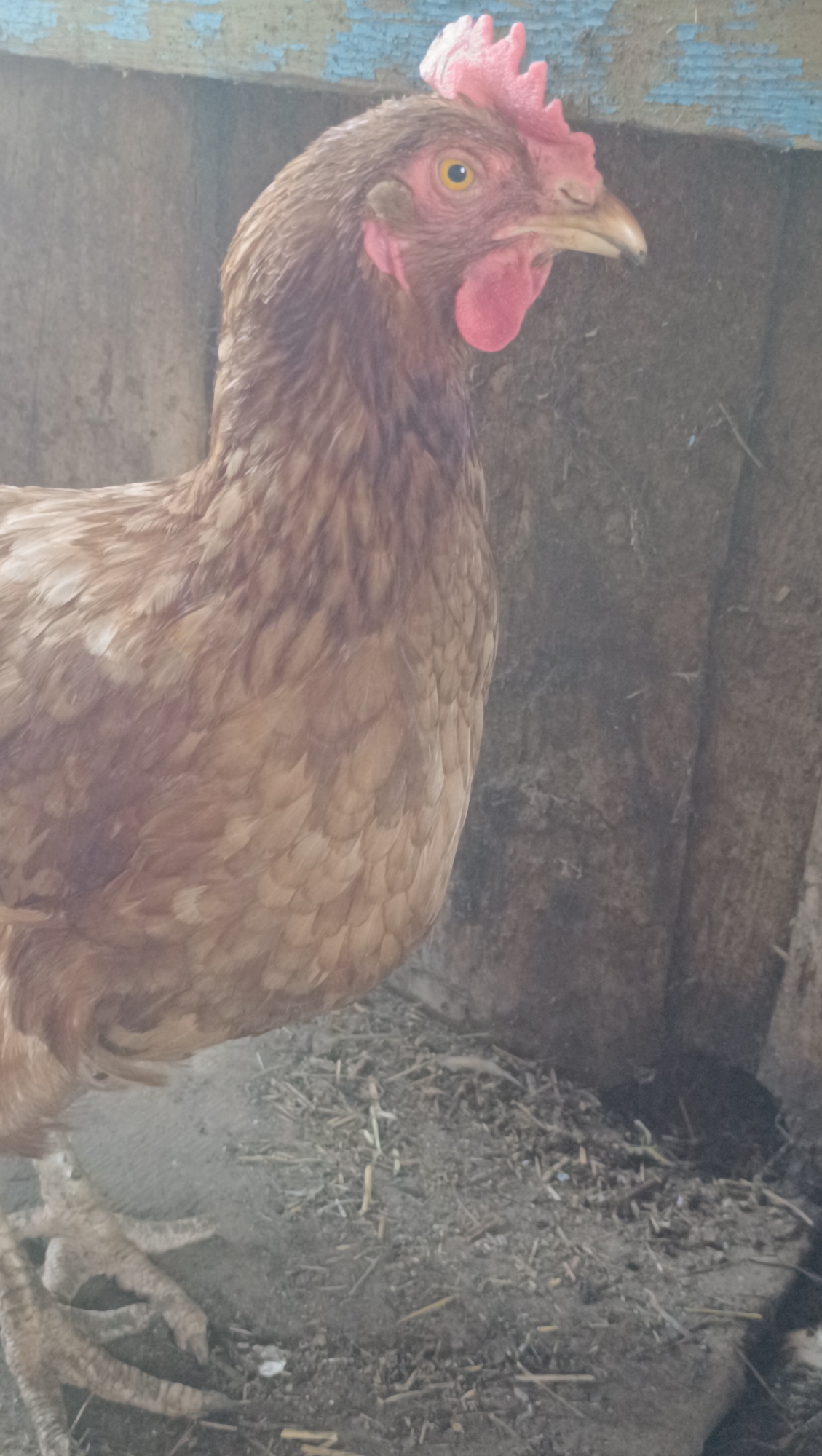 A medium shot captures a brown chicken standing in what appears to be a coop. The chicken is facing right, with its head turned slightly towards the camera. Its comb and wattle are a vibrant red, contrasting with its brown feathers. The background consists of wooden planks and a rough, earthy floor covered with straw and debris. The lighting is somewhat dim, suggesting an indoor or shaded environment. The scene provides no information about the city of Karsha, Russia, or any interactions beyond the chicken's presence.