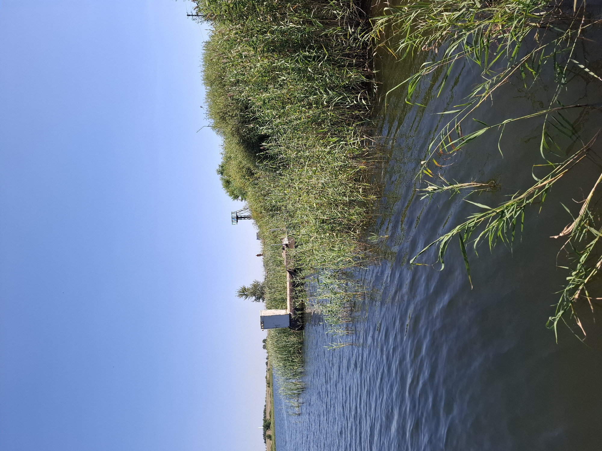 A wide shot captures a tranquil lake scene under a clear blue sky. In the foreground, the dark blue water gently ripples, with tall green reeds growing in clusters and along the banks. A small, weathered wooden dock extends into the water from the right side, featuring a white, box-like structure on its surface. Further in the distance, the lush green reeds continue along the shoreline, interspersed with trees. A faint figure of a person can be seen walking along the distant bank. On the far left, a tall white structure stands against the horizon, and a water tower is visible further in the background. The overall impression is one of a peaceful, natural environment.