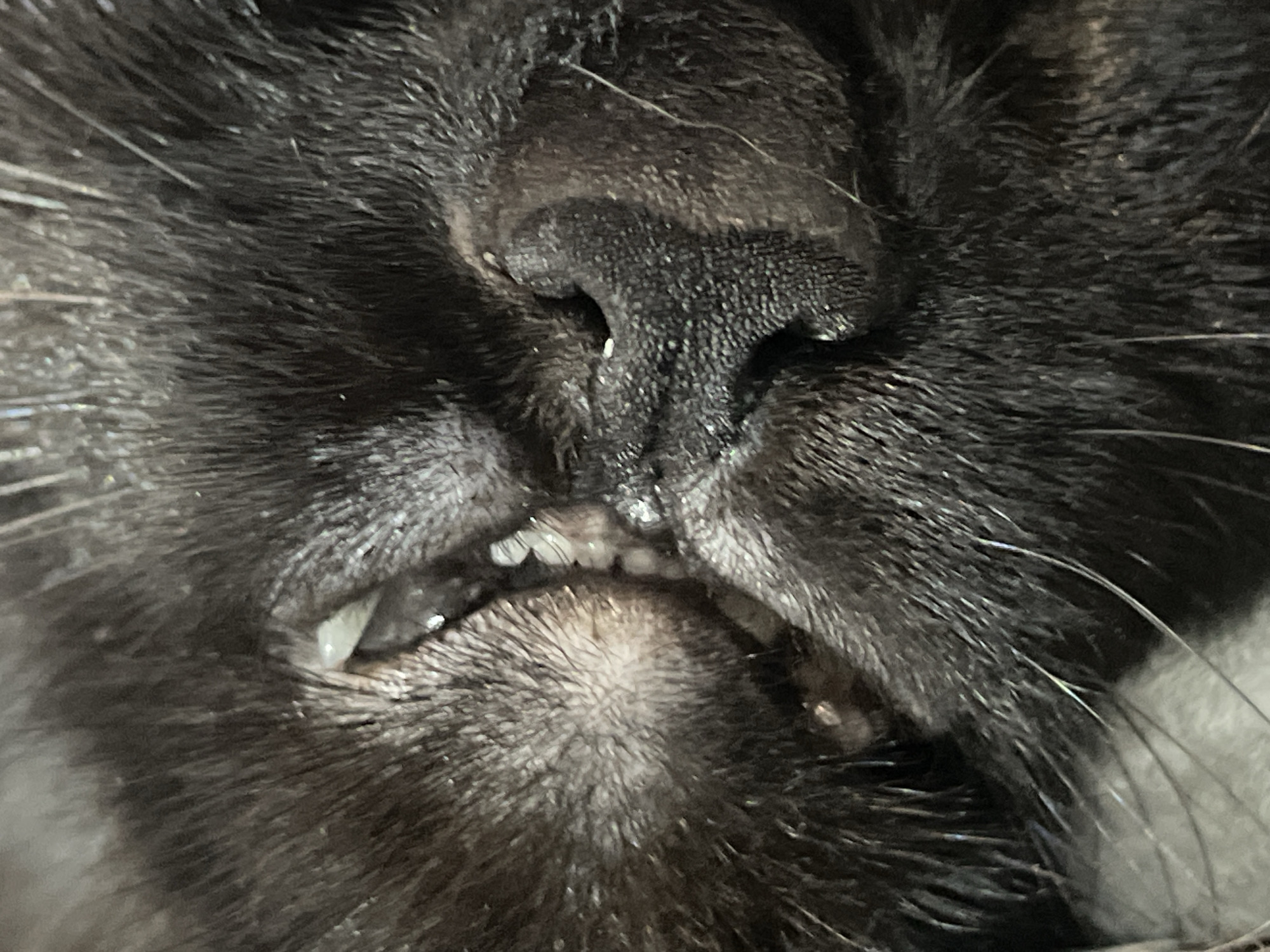 The image is a close-up of a black cat's face, viewed from an unconventional angle where the cat is lying on its back. The focus is on the cat's nose and mouth, revealing its teeth. The cat's fur is dense and dark, with a few white whiskers visible. The skin around the nose appears textured. No other information is discernible, including the location in Chaikovsky, Russia.