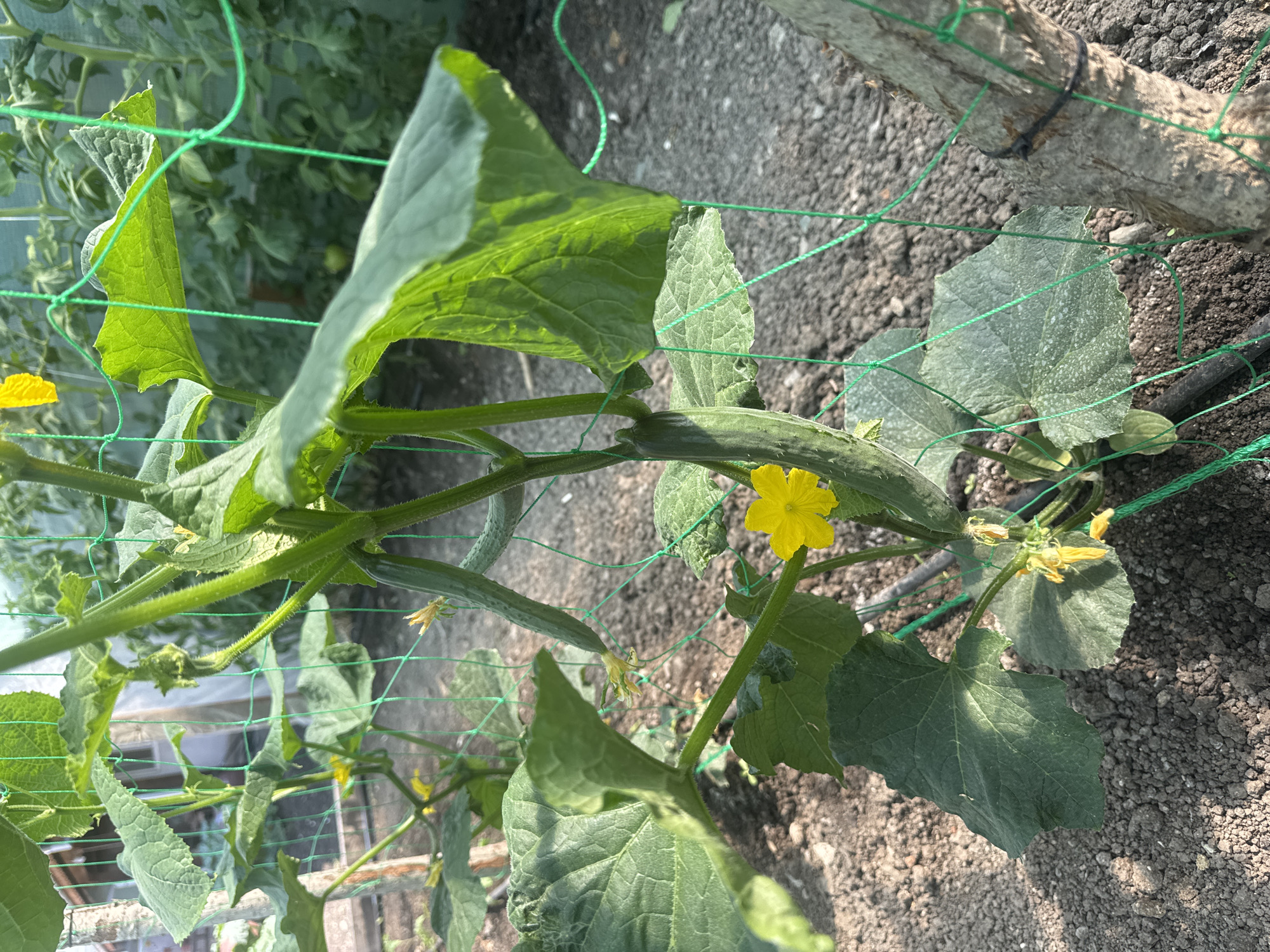 The image presents a close-up view of a cucumber plant thriving in a cultivated garden or greenhouse environment, located in Sarnevo, Bulgaria. The central subject is a robust cucumber plant, characterized by large, rough-textured green leaves and visibly hairy stems. The plant is actively growing vertically, supported by a green plastic mesh netting, which functions as a trellis.
Several key features of the plant are discernible:
* **Flowers:** Multiple bright yellow, five-petaled flowers are present, indicative of active growth and fruiting. Some flowers are fully open, while others appear withered, attached to nascent cucumbers.
* **Fruits:** At least three elongated, light-green, spiny young cucumbers are visible at various stages of development, with some still bearing the remnants of their faded yellow blossoms.
The green netting trellis is secured to a thick, rough-barked wooden post or stake positioned on the right side of the frame. The ground beneath the plant consists of dark brown, loosely textured soil. A black drip irrigation line is visible on the soil surface, running along the base of the plant. In the background, out-of-focus green foliage from other plants is discernible, suggesting a larger agricultural setting or greenhouse. The scene is illuminated by clear, natural daylight. No individuals are present in the frame.