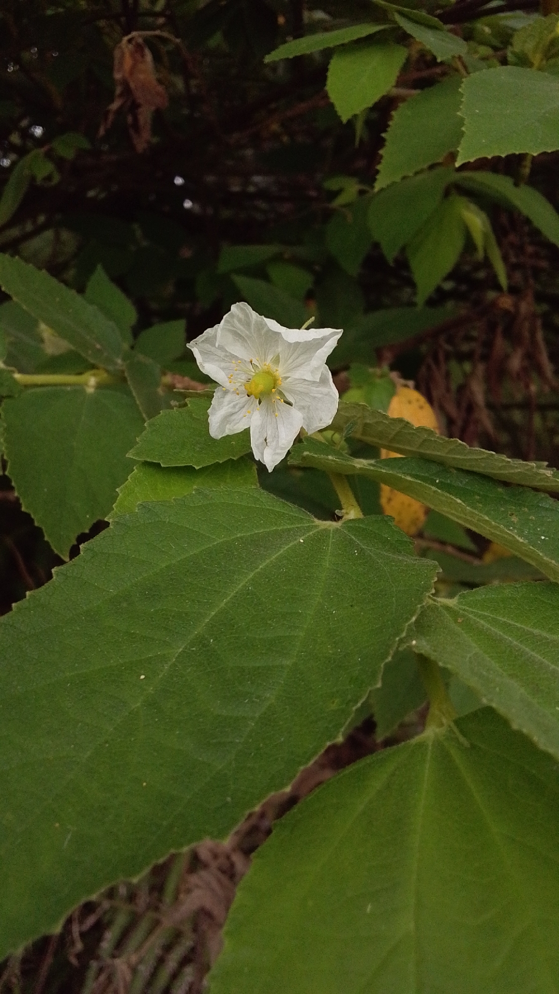 A single white flower with a yellow center blooms amongst large, green, textured leaves. The flower has five delicate petals, and its stamens are visible. The background is a blur of dark green leaves and brown branches, suggesting a natural, shaded environment. There are no people present, and no actions are being taken. The image is a close-up shot of the flower and its surrounding foliage. The location is described as being in the city of Cintakarya, Indonesia.