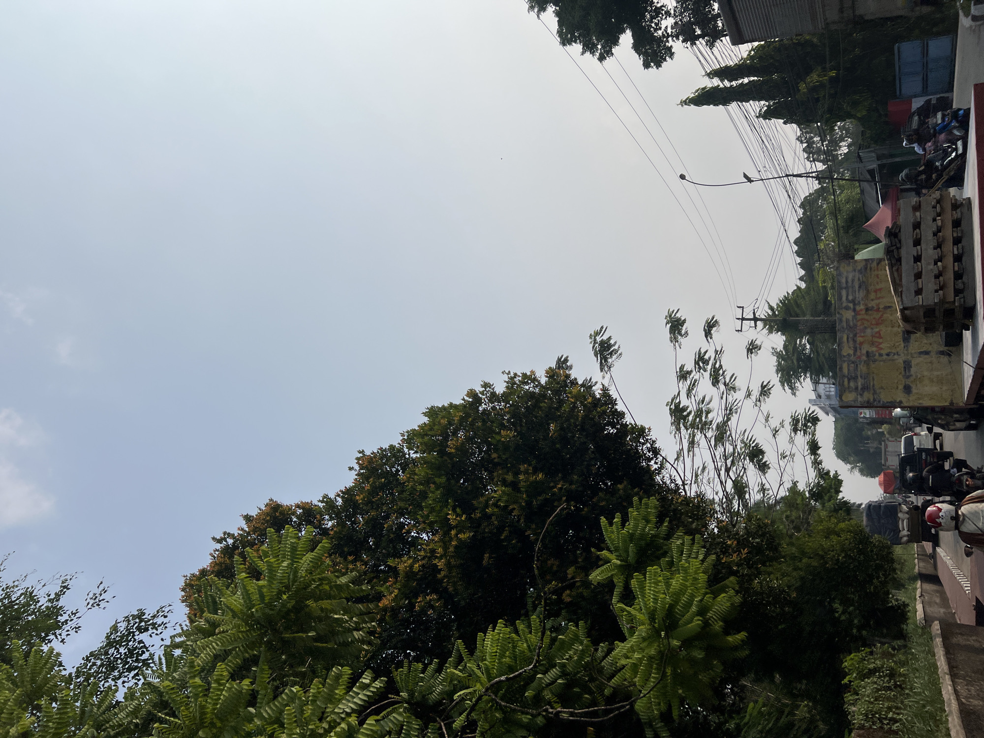 The image captures a street scene in Citeureup, Indonesia, under a bright, hazy sky. Lush green trees with dense foliage dominate the left side of the frame, with some branches extending over the road. The road itself is a busy thoroughfare, filled with various vehicles including motorcycles, cars, and a truck. Several people are visible riding motorcycles, some wearing helmets. In the background, power lines stretch across the sky, supported by utility poles. There are also buildings and some construction materials present, including a stack of wooden planks. The overall impression is that of a typical day in a bustling Indonesian city.