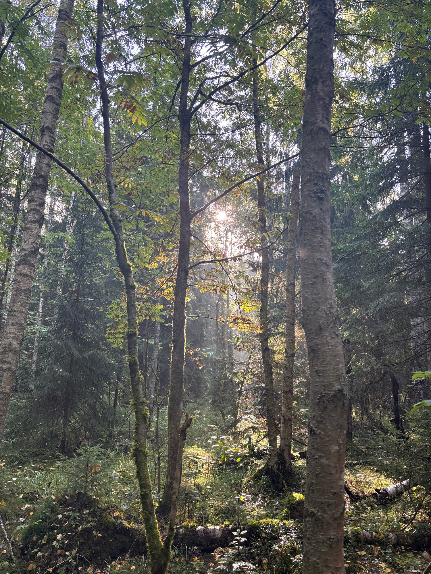 The image depicts a sun-dappled forest scene, likely in Uglovo Massiv, Russia. Sunlight filters through the canopy, illuminating mist or dust particles suspended in the air. The foreground is dominated by the trunks of several trees, with the one on the right being the most prominent. The ground is covered in moss, fallen leaves, and sparse undergrowth, with some fallen logs visible. The background consists of dense coniferous and deciduous trees, creating a lush and verdant environment. The overall atmosphere is tranquil and natural, suggesting a peaceful forest setting with no human presence or activity.