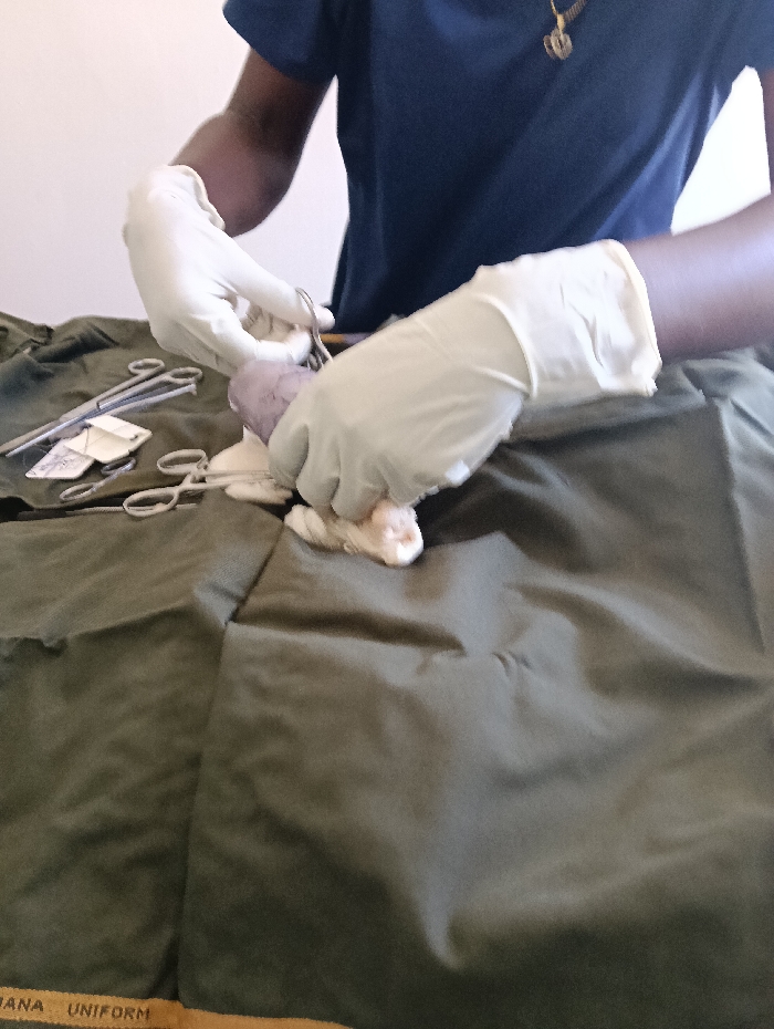An individual with dark skin, wearing a dark blue short-sleeved top and a gold-colored pendant necklace, is depicted engaged in a precise manual task in an indoor setting in Nairobi, Kenya. Both hands are covered with white medical or examination gloves. The left gloved hand uses a silver surgical instrument, likely forceps, to manipulate a small, purplish-grey, irregular organic specimen. Adjacent to this, a smaller whitish organic mass is visible. Several other silver surgical instruments, including scissors and forceps, are laid out on a dark olive-green fabric surface. A brown strip at the bottom left of this fabric bears the partially visible text "ANA UNIFORM." The background is a plain, light-colored wall. The scene suggests a controlled, professional environment, consistent with a medical, veterinary, or laboratory procedure. The exact facility or address within Nairobi is not discernible from the visual evidence.