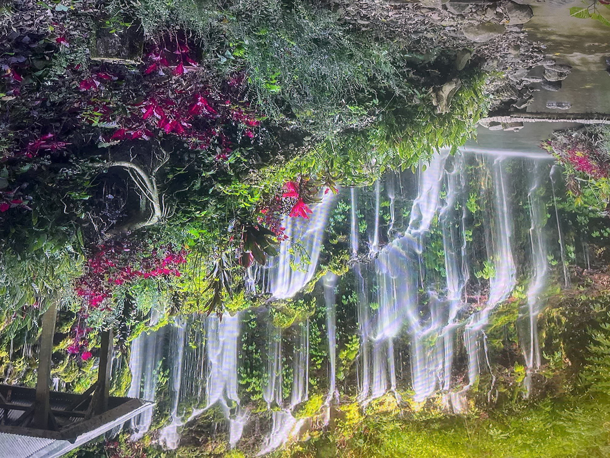 The image depicts a lush natural scene with a multi-tiered waterfall cascading down a rocky, moss-covered cliff face. The water appears soft and ethereal, creating a shimmering effect as it falls. Dense green vegetation, including ferns and other tropical plants, covers the cliff and spills over its edges. In the foreground, a variety of plants with vibrant red and pink foliage add a striking contrast to the dominant greens. To the right, a rustic wooden shelter with a corrugated metal roof is nestled amongst the greenery, offering a shaded vantage point. A narrow stream or river flows through the lower part of the scene, with a small, simple wooden bridge crossing it. The ground in the foreground is covered with rocks and fallen leaves. The overall impression is one of a serene and secluded natural paradise, likely located in a tropical or subtropical region. There are no people visible in the image.