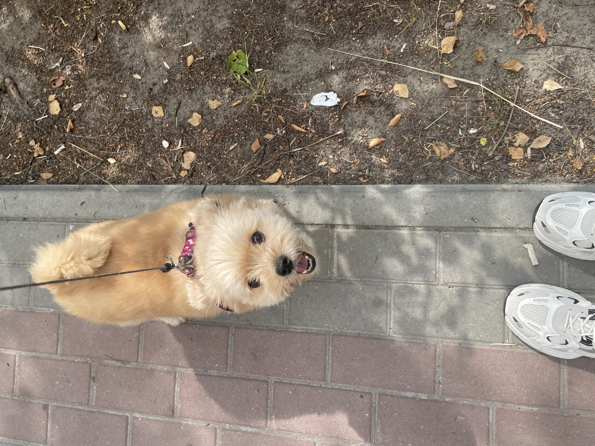 An overhead, full-frame, eye-level shot shows a small, tan-colored dog with its head tilted up towards the camera, its mouth open as if panting or excited. The dog is on a leash, which is visible as a black string extending upwards out of the frame. The dog is wearing a pink and white patterned collar.
The dog is standing on a paved sidewalk composed of interlocking rectangular bricks in shades of red and grey. To the right of the sidewalk is a dirt area covered with dry leaves, twigs, and some sparse green grass. A piece of white crumpled paper is visible in the dirt.
In the bottom of the frame, the feet of a person wearing white athletic shoes are visible on the sidewalk. The sun casts a distinct shadow to the left of the dog, suggesting it is midday. The scene appears to be outdoors, likely in a park or on a street with a bordering natural area. The image was taken in the city of Surgut, Russia.