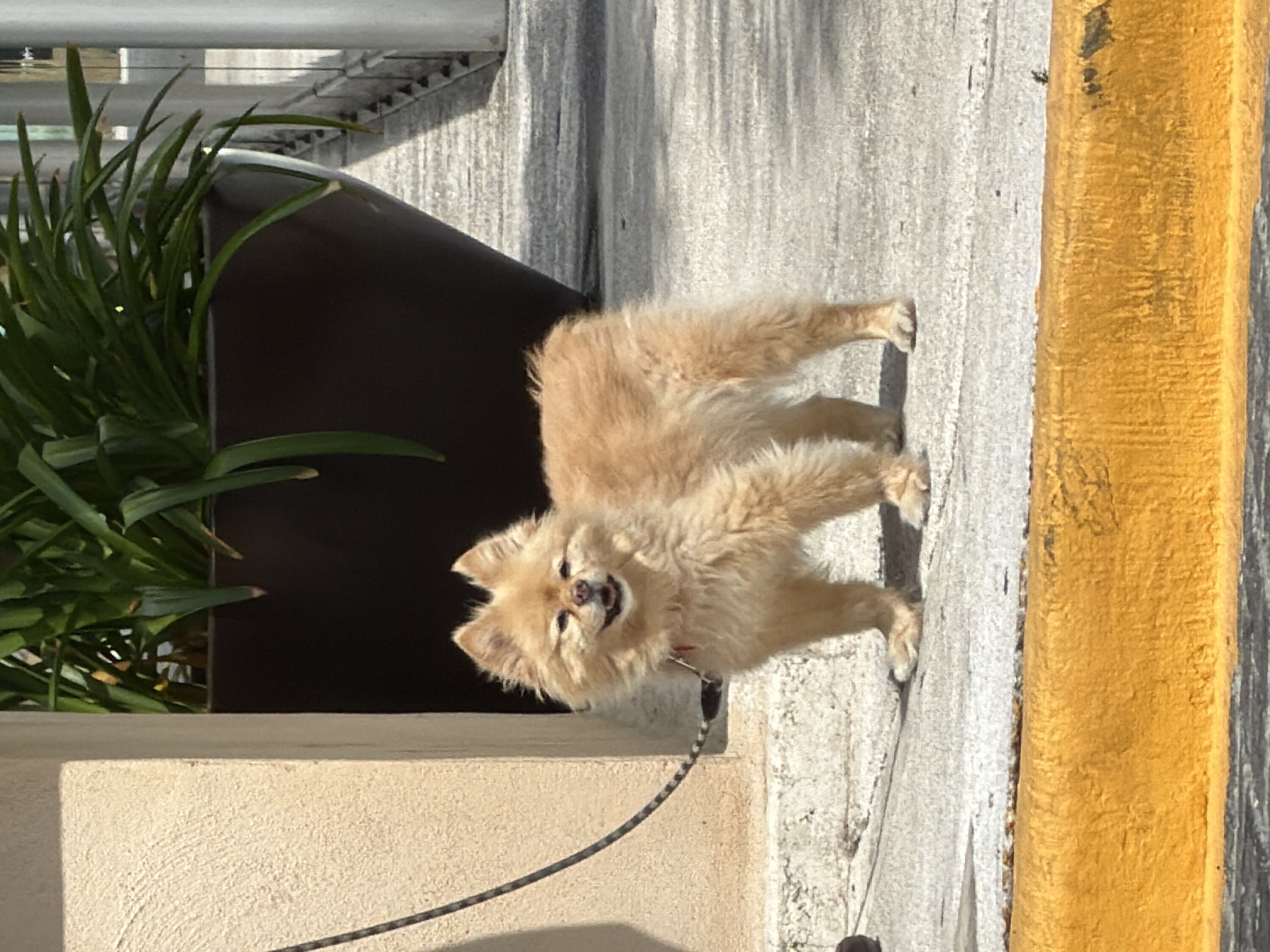 In the city of San Bernardino Tlaxcalancingo, Mexico, a fluffy, tan Pomeranian dog stands on a concrete surface. The dog is wearing a red collar and is attached to a dark leash. Behind the dog, a large, dark planter holds lush green foliage. To the left of the dog is a textured, light-colored wall. The foreground features a bright yellow curb. The scene appears to be outdoors, possibly on a sidewalk or pathway.