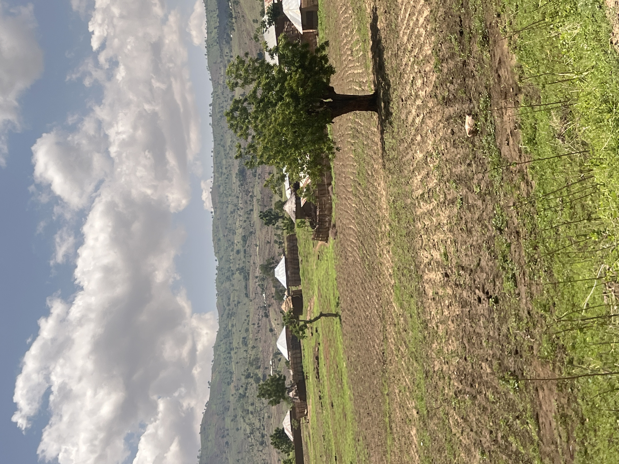This image depicts a rural landscape, specified as being in Balanga, Nigeria, under a sky with prominent white and grey cumulus clouds.
In the background, a range of green, undulating hills is visible, sparsely dotted with trees and what appear to be distant, small structures. The mid-ground features a scattered settlement composed of approximately seven circular or oval dwellings, typically referred to as huts. These huts have conical roofs, with some appearing to be made of corrugated metal (silver-grey) and others possibly thatch. Several structures are enclosed by low, rustic fences made of sticks or branches. Within one of these fenced enclosures, near a gnarled, leafless tree trunk, a small, light-colored animal, possibly a goat or dog, is present. Another, larger, full-leafed tree stands prominently to the right of the settlement, casting a shadow.
The foreground is dominated by agricultural land. The ground is characterized by distinct patterns of tilled reddish-brown earth, indicating cultivation rows, interspersed with patches of green grass and sparse vegetation. In the lower right section of the tilled area, a pale, irregularly shaped object, possibly a rock, is visible. The very bottom of the foreground shows more dense green foliage and grasses. No people are visible in the scene, and no explicit actions or interactions are depicted. The lighting suggests daytime conditions.