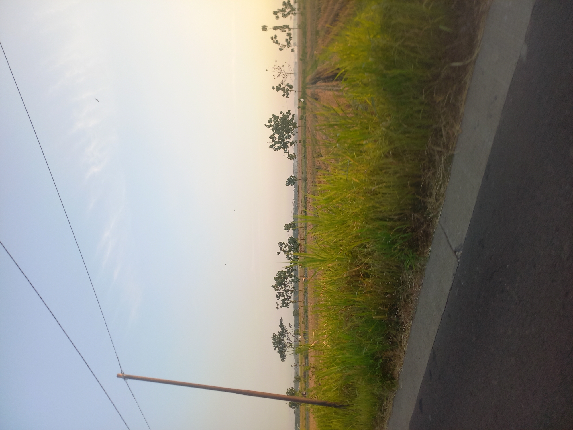 The image depicts a rural landscape, likely in Megaluh, Indonesia, at what appears to be dawn or dusk due to the soft, warm light. A paved road occupies the foreground, with a concrete curb separating it from a dense patch of tall green grass and dry vegetation. Beyond the grass, a harvested agricultural field stretches into the mid-ground. Several trees are scattered across the field, some with full foliage and others appearing more sparse. A tall wooden utility pole stands prominently on the left side of the image, with two dark wires extending diagonally across the pale blue sky. The sky itself is mostly clear, with a few wispy clouds and what might be distant birds. The overall impression is one of tranquility and the quiet beauty of the countryside.