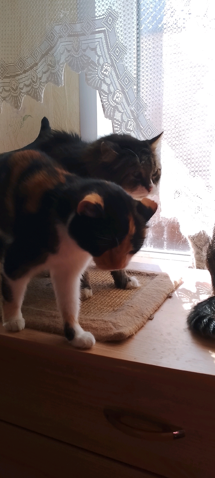 The image shows two cats on a wooden surface in front of a window with a lace curtain. The cat in the foreground is a calico cat, predominantly black, orange, and white, with its head down and body facing left. Behind it, another cat, a tabby with darker fur, is looking towards the right, its head partially obscured by the calico cat. Both cats appear to be on a textured mat. The environment suggests an indoor setting, likely a windowsill, bathed in natural light filtering through the curtain. The image composition focuses on the cats and their interaction with the light. There is no indication of the city of Belgorod, Russia.