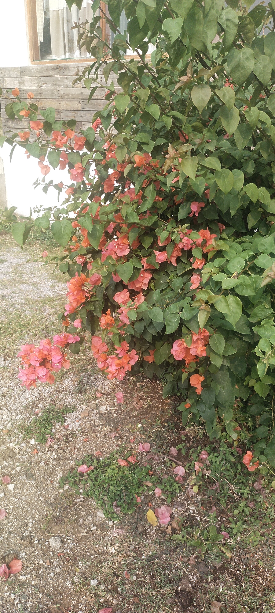 A close-up, vertical, medium shot captures a dense bush with vibrant orange and pink bougainvillea flowers blooming amongst dark green leaves. The bush is positioned in the foreground and slightly to the right of the frame. To the left of the bush, a gravel path stretches into the background, with scattered green grass and fallen pink flower petals on the ground. In the upper left corner, a section of a building is visible, featuring weathered horizontal wooden planks and a window with light-colored curtains. The overall scene depicts a flowering plant in an outdoor, possibly residential, setting. The location is identified as Pasirhuni, Indonesia. There are no people or animals visible in the image.