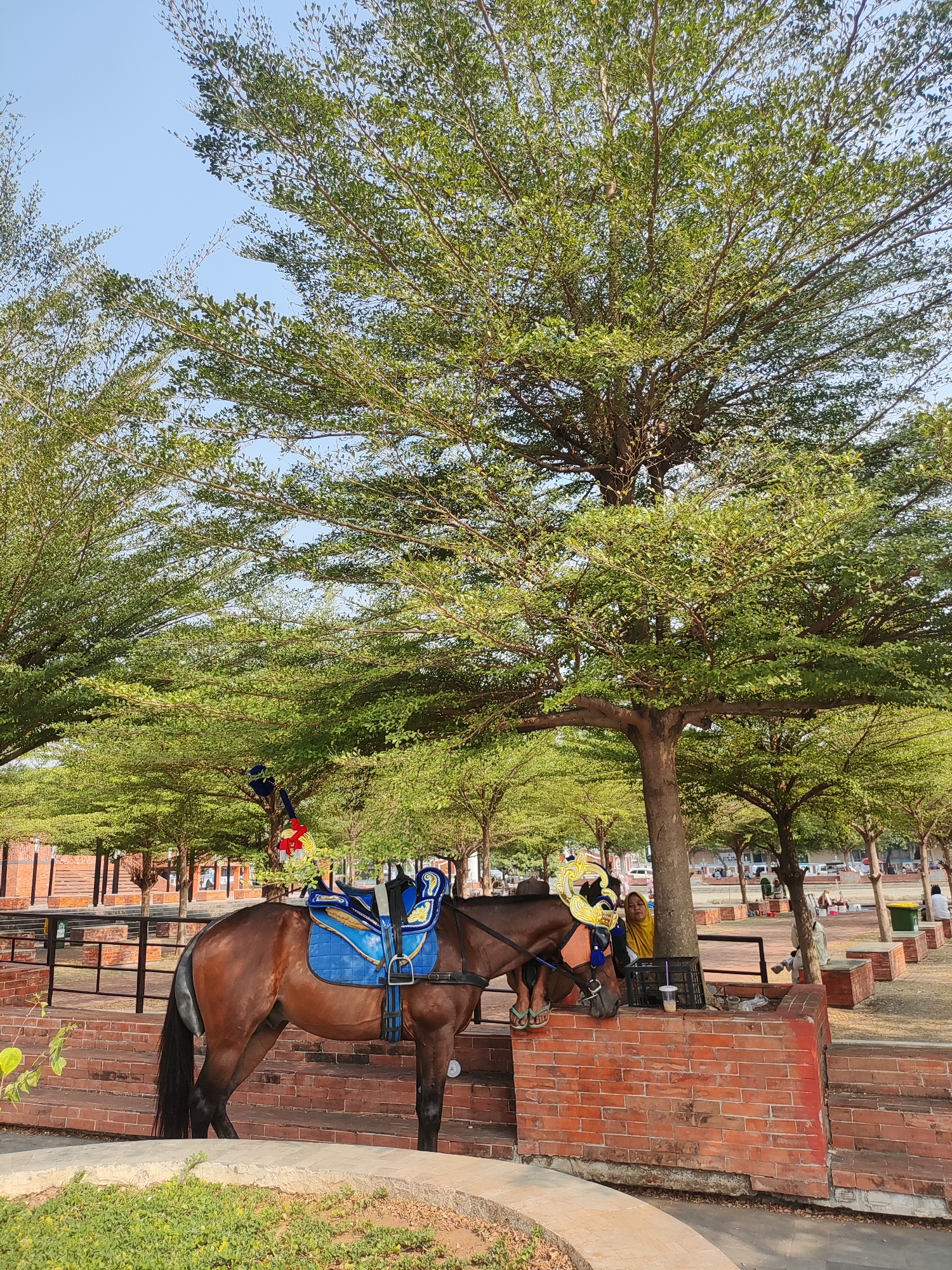 In Majalengka, Indonesia, a brown horse stands tethered, adorned with a decorative blue saddle blanket. The horse is positioned next to a brick wall, with its head facing left. A person in a yellow garment stands near the horse. The environment is characterized by lush green trees overhead, suggesting a park or outdoor recreational area. The ground is a mix of dirt and some paved pathways. The overall scene depicts a calm outdoor setting with the presence of a horse and a person.