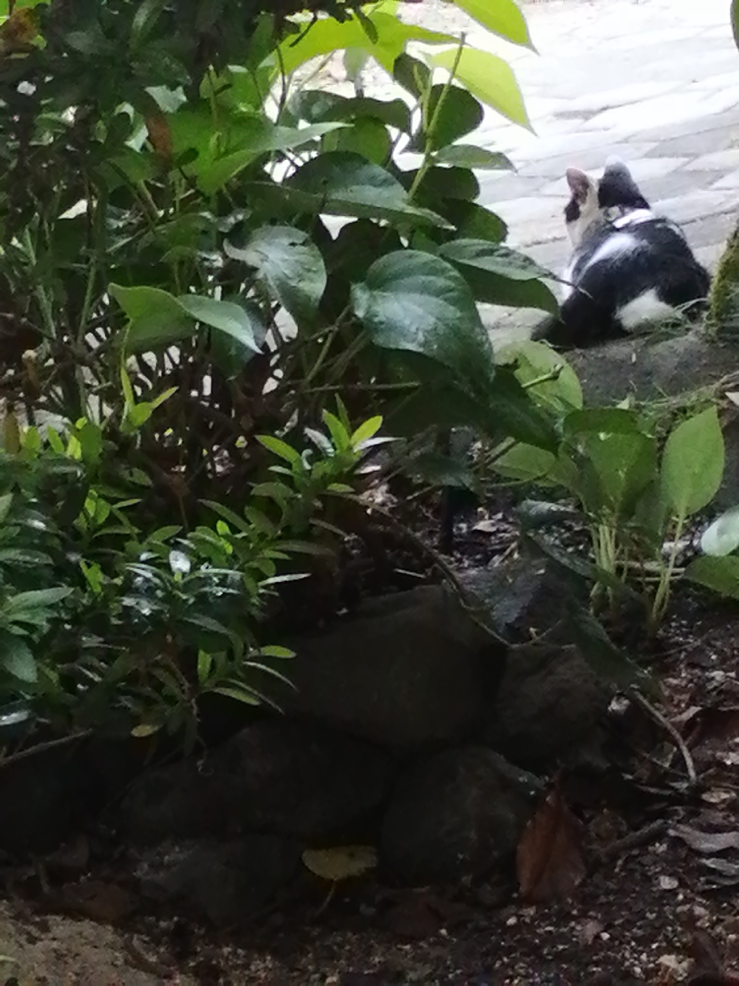 A black and white cat is seen from behind, sitting on a rocky surface amongst dense green foliage. The cat's tail is curled around its body, and its head is turned to the right, as if looking at something out of frame. The background shows a paved area with a light-colored, brick-like pattern, suggesting an outdoor urban or suburban setting. The lighting is subdued, indicating it may be overcast or late in the day.