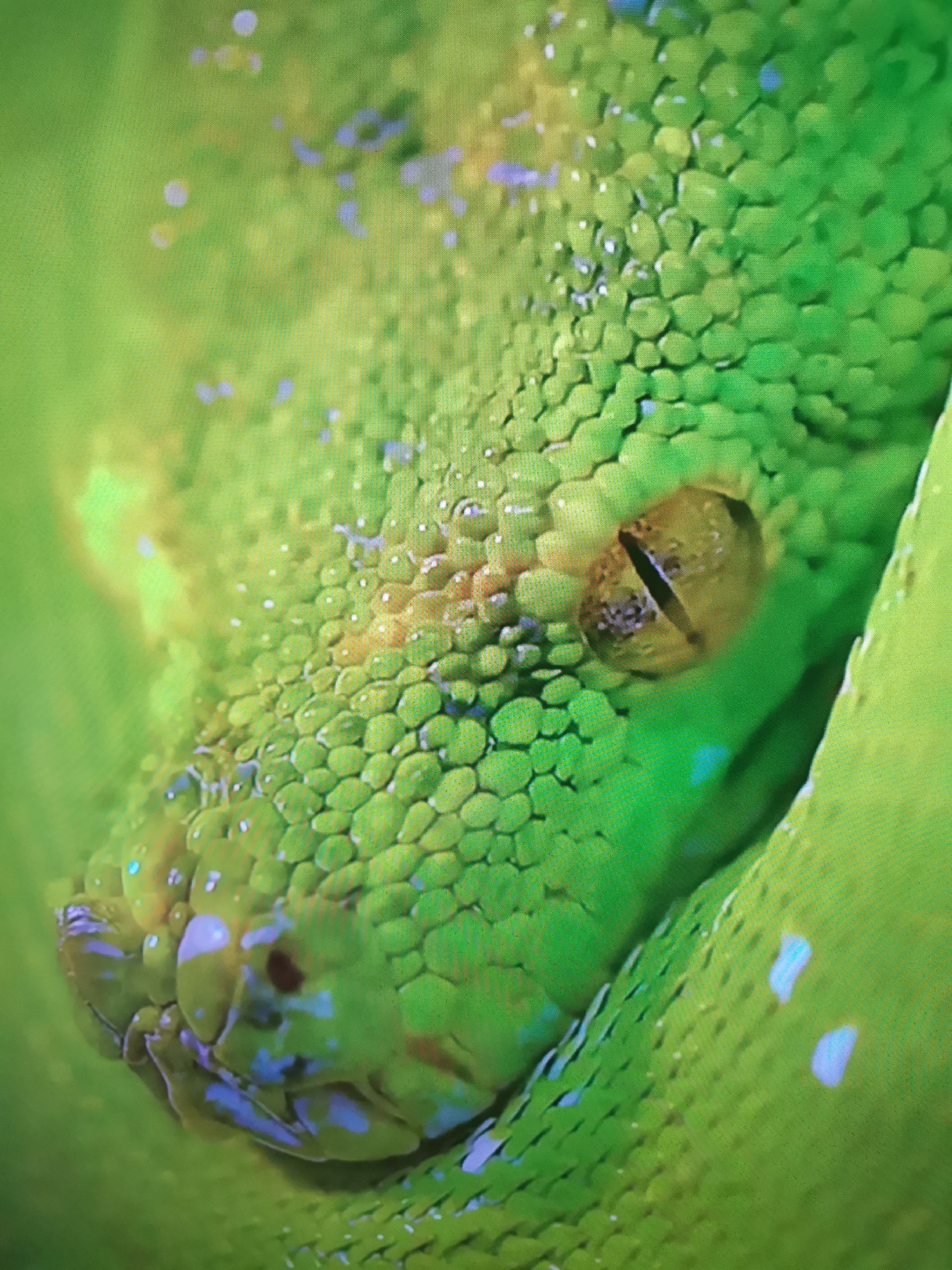 This media file is a close-up, high-angle shot of a green snake's head. The snake has large, segmented scales that are predominantly bright green, with some yellow and brown mottling, especially around the eye and snout. There are also irregular splotches of light blue and white scattered across its scales, which appear to be reflective or perhaps water droplets. The snake's eye is golden-brown with a vertical pupil and is focused slightly off-camera. The snout is textured with smaller scales and appears somewhat moist. The background is a blurred, bright green, suggesting the snake is coiled within foliage. The lighting is bright, and the overall impression is one of detail and texture, highlighting the intricate patterns of the snake's skin. There is no visible text, and the location context of Dnipro, Ukraine, is not visually discernible from the image itself. The image focuses solely on the snake, with no other subjects or environmental details evident.