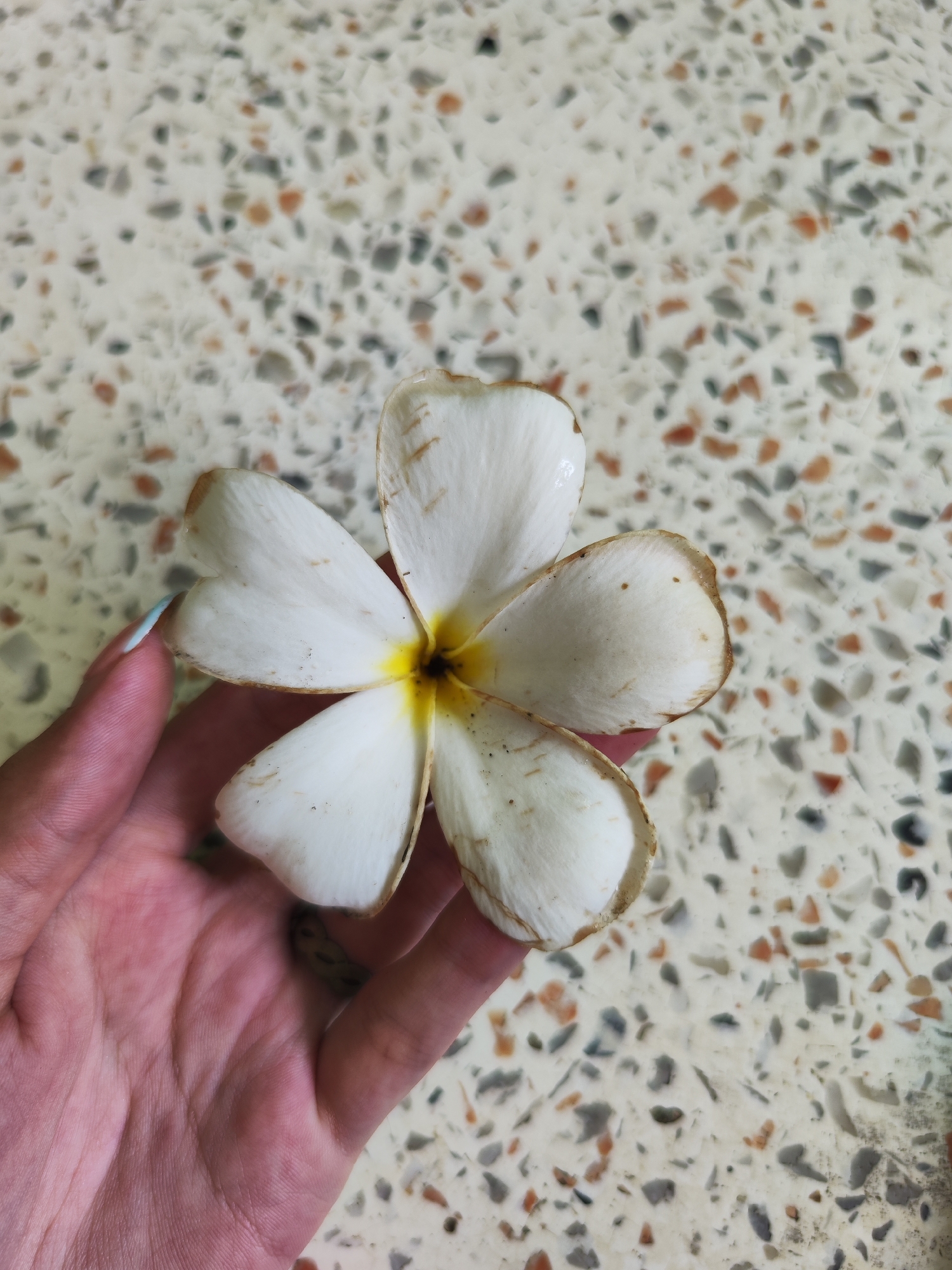 A person's hand holds a faded white plumeria flower with yellow accents at the center and brown edges on a speckled surface. The location is Kathu, Thailand, based on the prevalent plumeria flower and terrazzo table surfaces common in the region.