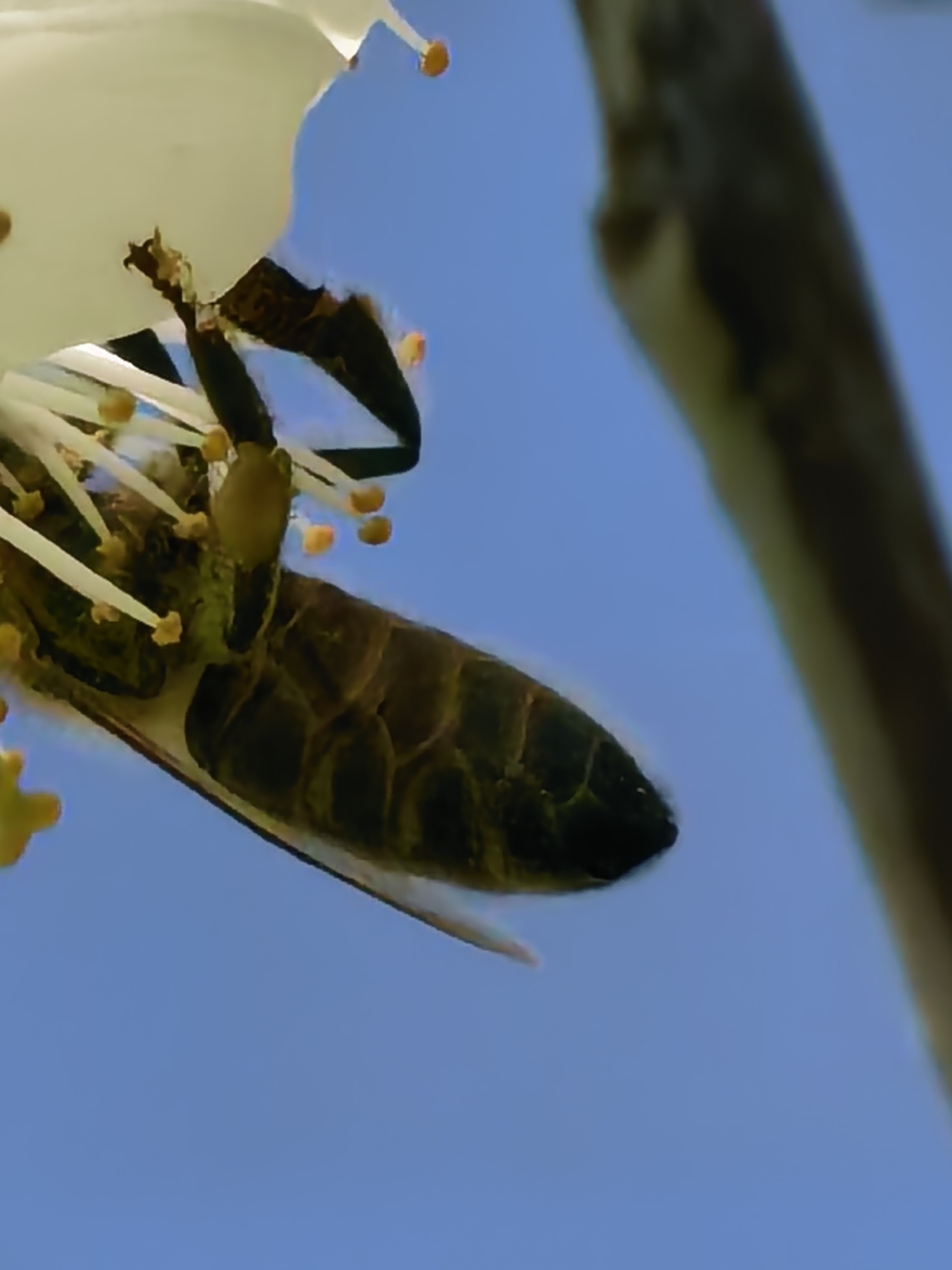 A honeybee clings to the underside of a white flower, its legs grasping the flower's center and its body angled downwards. The bee's abdomen is segmented with dark brown and green hues. The flower's stamens with orange tips are visible. A blurred, vertical branch is positioned to the right of the flower. The background is a clear blue sky. The location, Sapareva Banya, Bulgaria, is not discernible from the image.