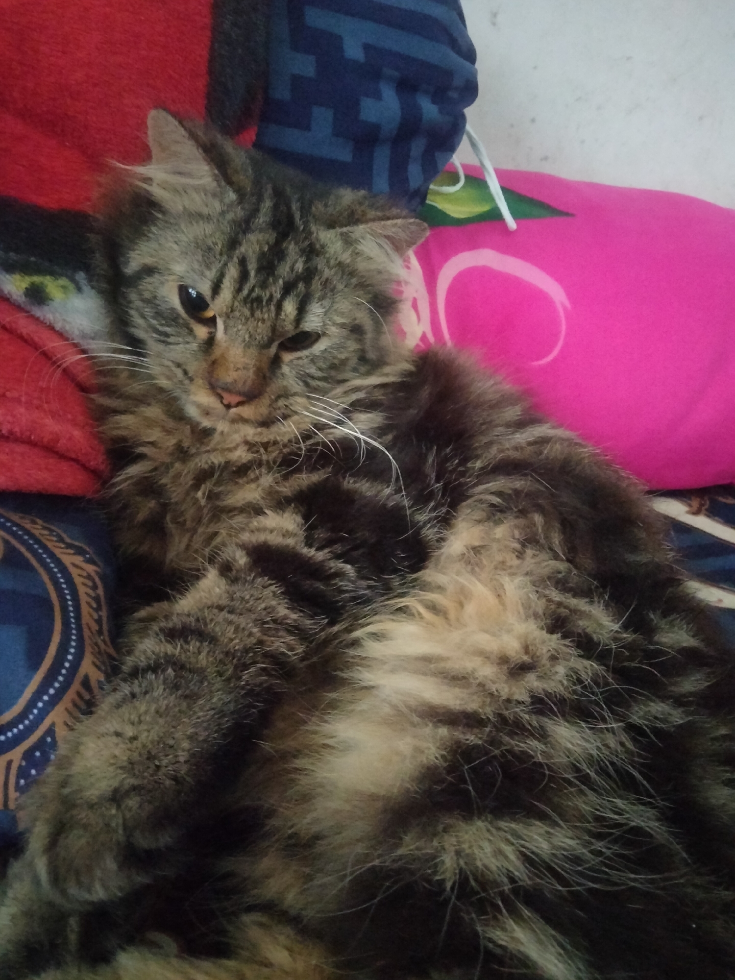 A medium shot, horizontal, eye-level photograph captures a fluffy tabby cat lying on its back amidst a collection of pillows and blankets. The cat is predominantly brown with black and lighter brown stripes, its fur appearing thick and shaggy. Its eyes are partially closed, suggesting relaxation or sleepiness. The cat is positioned on a blue patterned surface, possibly a blanket, with a red blanket or pillow visible to its left and a bright pink pillow to its right, which has a faint green leaf-like design and a white string attached. The background consists of a wall, likely indoors, with some texture or discoloration. The overall impression is that of a domestic setting, with the cat comfortably resting in a cozy environment. The specific location of Ketapanrame, Indonesia, is not visually discernible from the image itself.