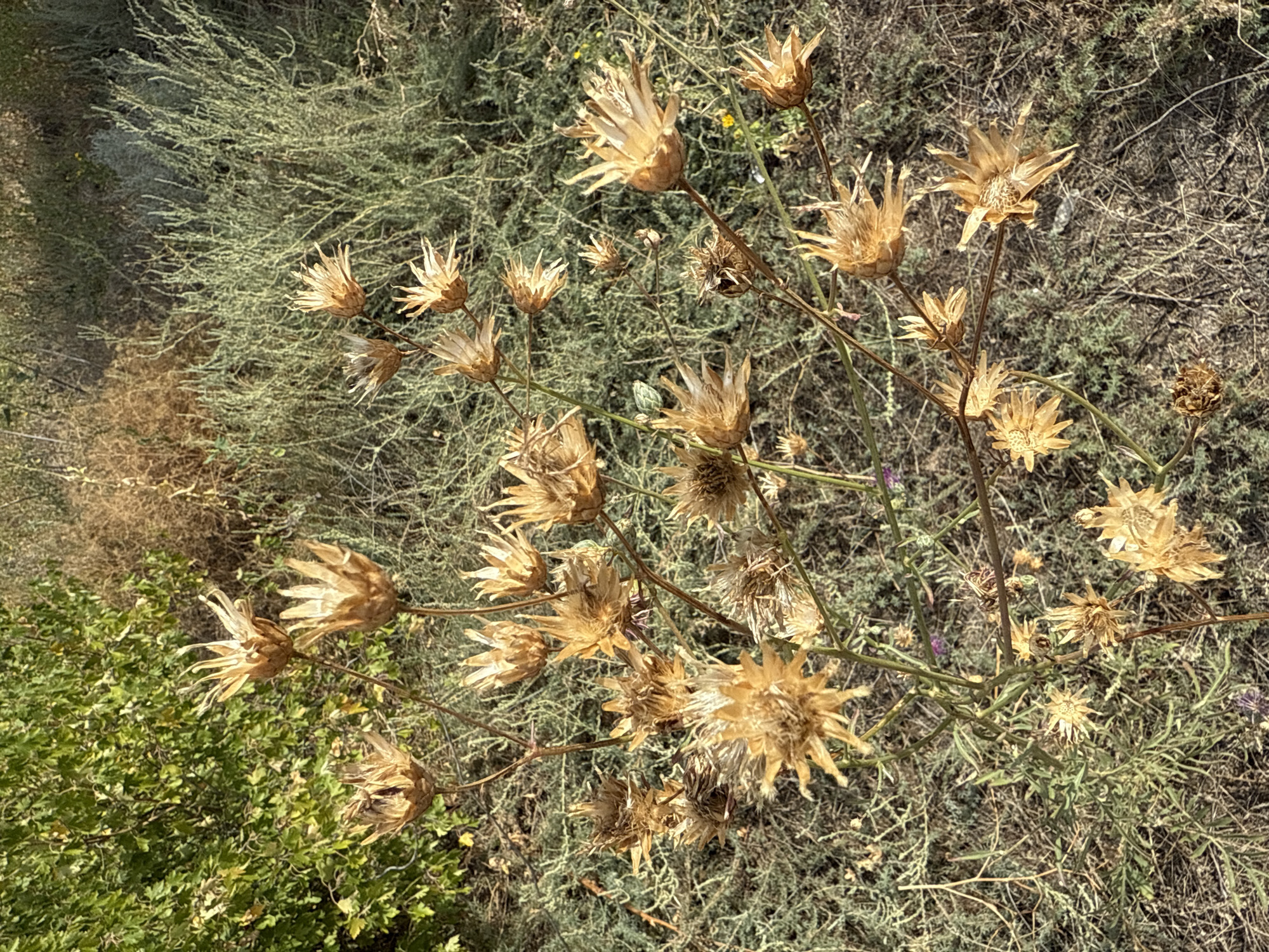 This image depicts a close-up, eye-level view of dried thistles in a natural, outdoor setting. The thistles are a light golden-brown color and are in various stages of decay, with some appearing more intact and others fragmented. They are growing on thin, woody stems, some of which are intertwined. The background consists of dry, grassy terrain with sparse green foliage and a hint of a sandy or dusty ground cover. In the upper left corner, there is a denser patch of green, leafy vegetation, suggesting the edge of a bush or tree. The lighting appears to be natural sunlight, casting soft shadows and highlighting the textures of the dried plants. The scene is devoid of any human presence or activity. The location is identified as Orlovka, Russia.