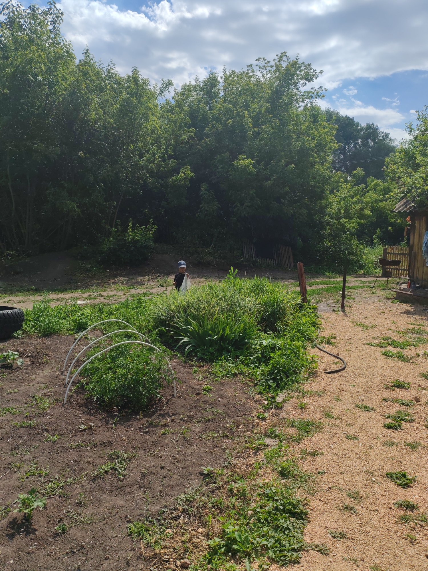 A wide shot captures a rural scene in the city of Pervomaisky, Russia, under a partly cloudy sky. In the foreground, a tilled garden bed is partially covered with scattered weeds and features a small greenhouse structure made of white piping arches over a patch of green plants. To the right of the garden, a gravel path winds through lush green grass and tall vegetation. A black hose lies coiled on the path.
Further back, a young person wearing a dark shirt, a light-colored hat, and a baseball cap is visible standing amidst the greenery, holding a white plastic bag. Behind them, a dense line of trees forms a dark green backdrop. To the far right, a wooden structure, possibly a shed or small house, with a corrugated roof and wooden fence can be seen. The ground is a mix of soil, gravel, and vegetation.