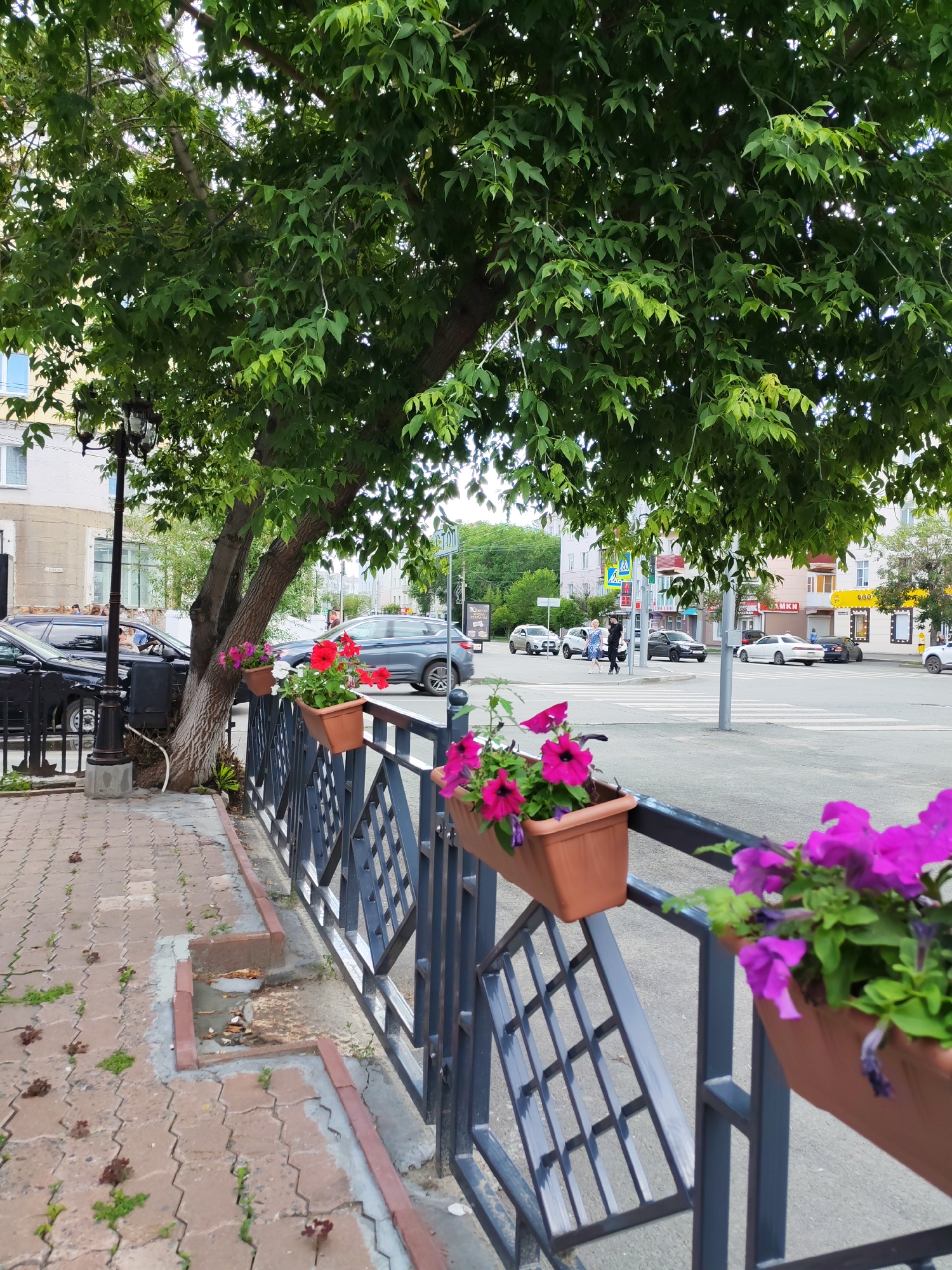 The image depicts a street scene with a large tree in the foreground, its branches providing shade. Several potted flowers, including pink and red petunias, are hung along a dark metal fence separating the sidewalk from the street. The sidewalk is paved with hexagonal bricks, some of which are cracked, and small plants are growing in the crevices. A vintage-style lamp post stands on the sidewalk near the tree.
In the background, a street with multiple lanes of traffic is visible. Cars of various colors, including black, gray, and white, are driving or parked on the street. Pedestrians can be seen crossing the street at a crosswalk, with traffic signals present. Buildings line the opposite side of the street, some with businesses on the ground floor. One building has a bright yellow awning with visible text. A street sign with Russian text is also visible.
The time of day appears to be daytime, with bright lighting suggesting sunny weather. The overall scene conveys a sense of an urban environment with elements of nature and floral decoration. The condition of the sidewalk suggests it might be an older part of town. There is no strong emotional tone conveyed by the image.