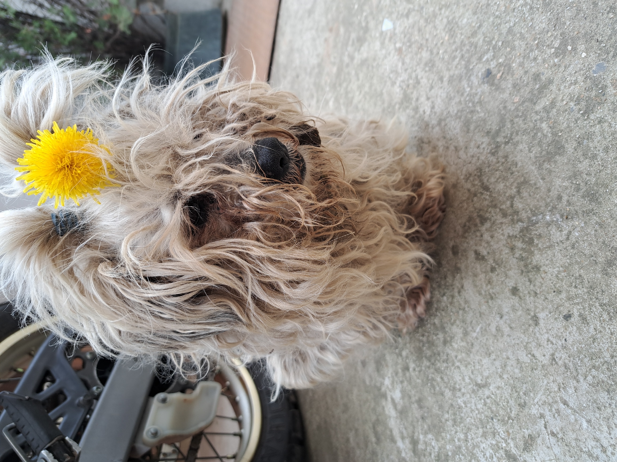 A medium-sized, shaggy dog with a dandelion tucked behind its left ear lies on a concrete surface. The dog has light brown and grey fur, partially obscuring its eyes, but its black nose is visible. Part of a motorcycle with a wheel and grey metal components is visible to the left of the dog. The scene is located in Unknown, Unknown.